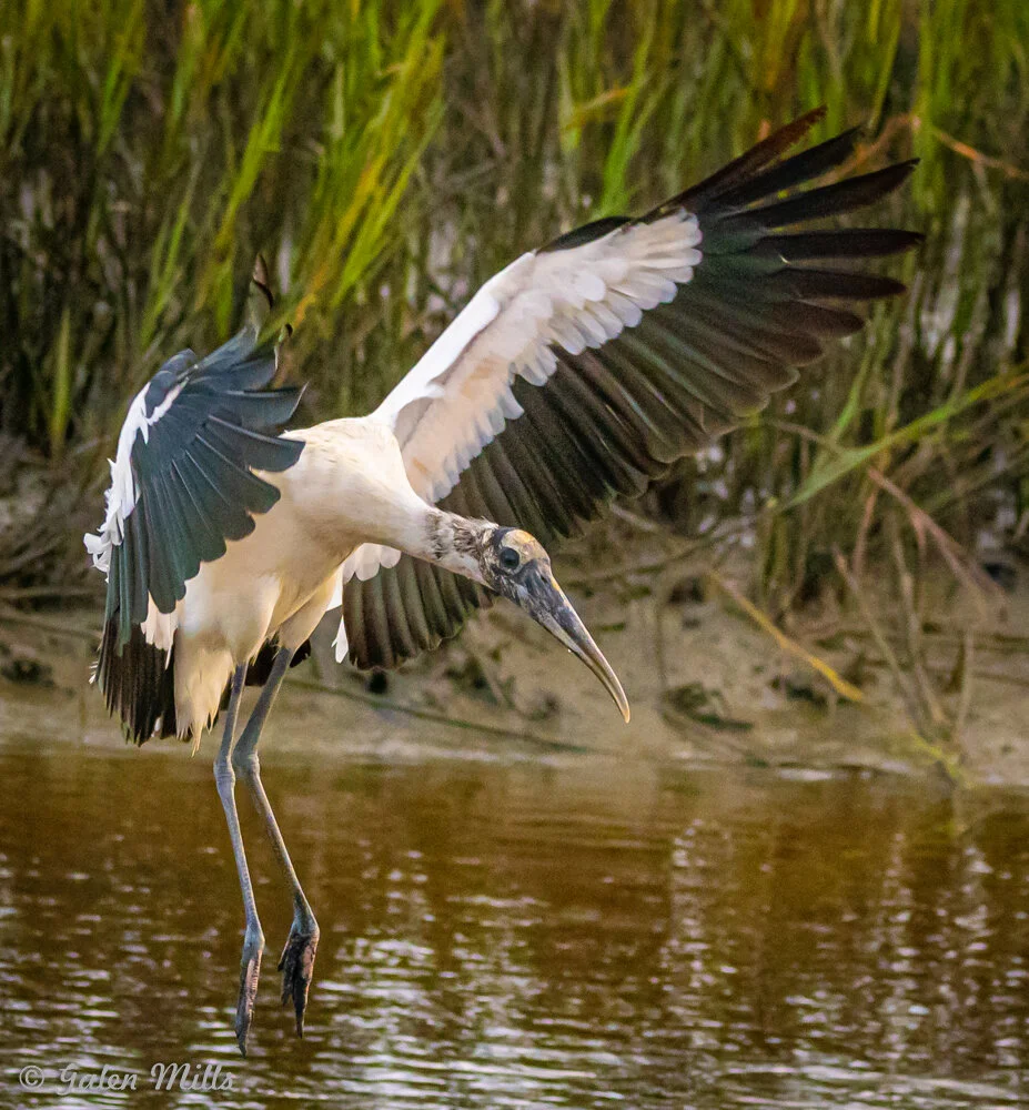 Wood stork flying over water with wings spread and marsh grass in background.