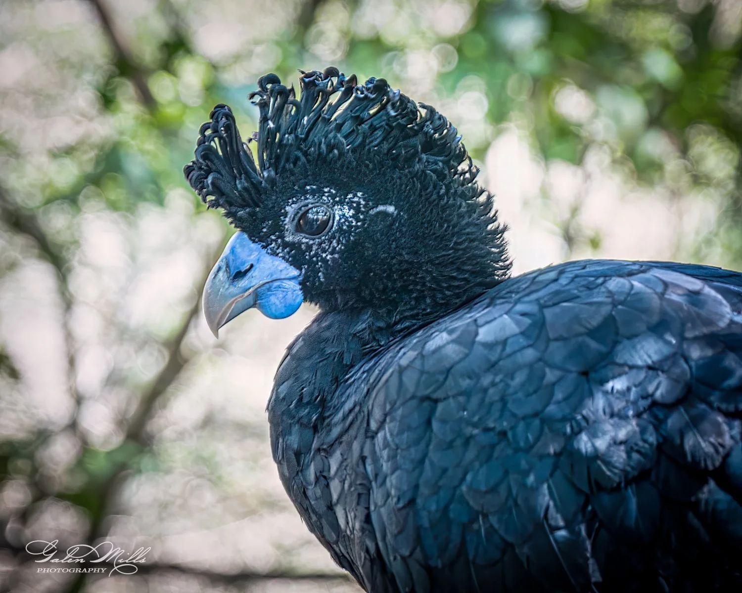 Close-up of a black bird with a curly crest, possibly a Great Curassow, against a blurred green background.