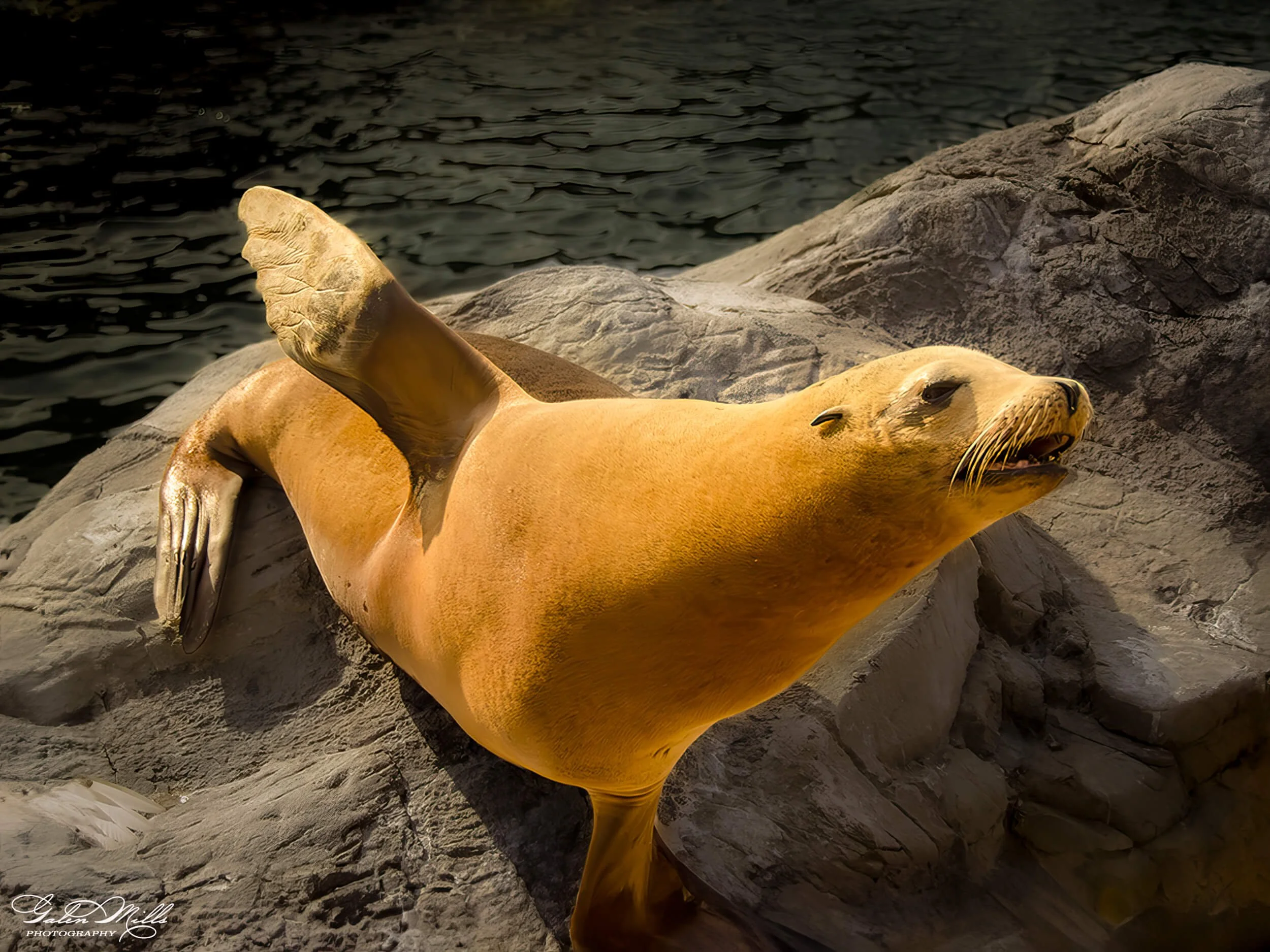 Seal giving a high five