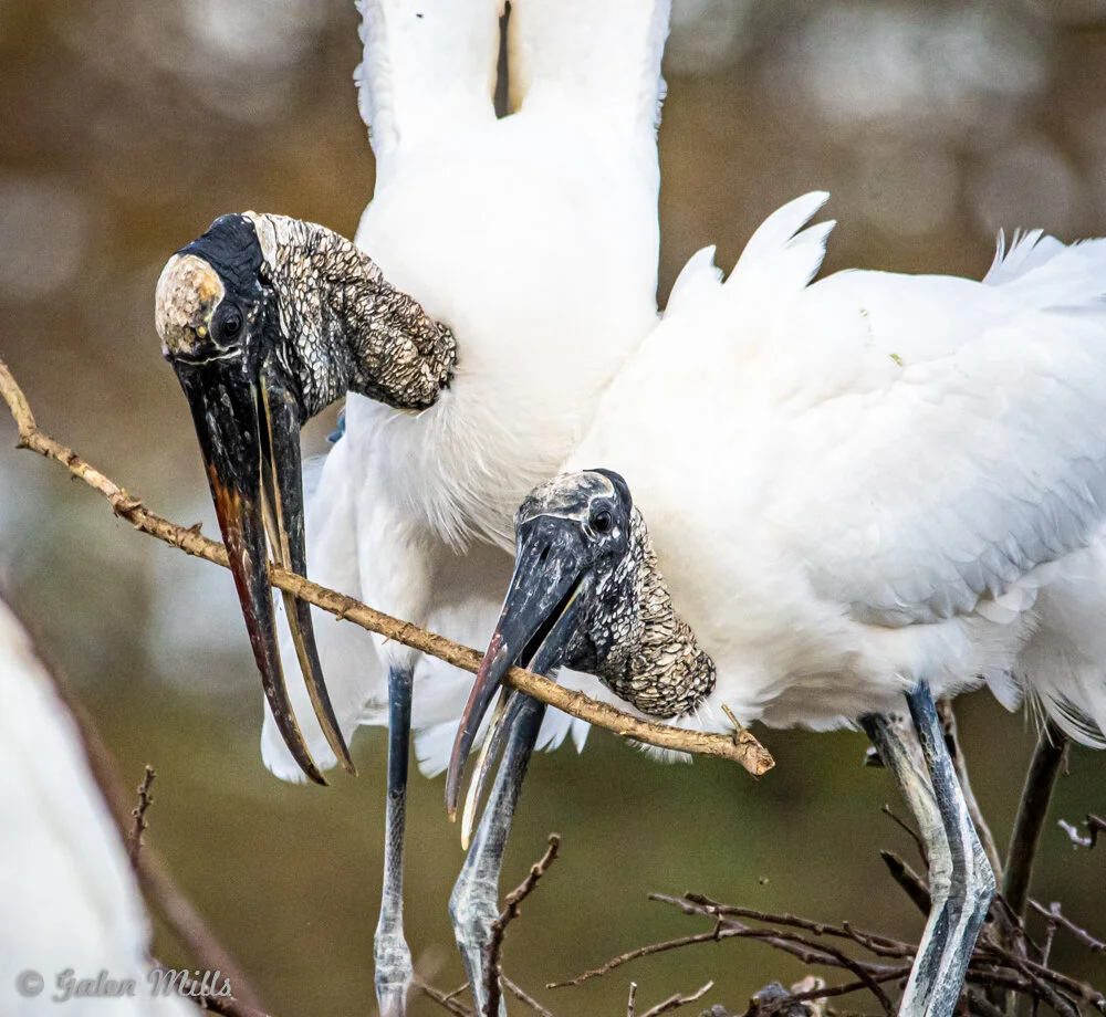 Wood storks with twigs in their beaks building a nest.
