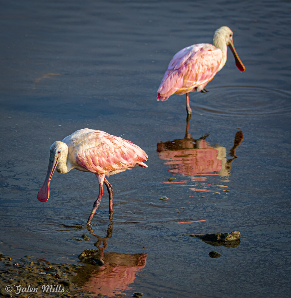 Two roseate spoonbills wading in shallow water with reflections visible.