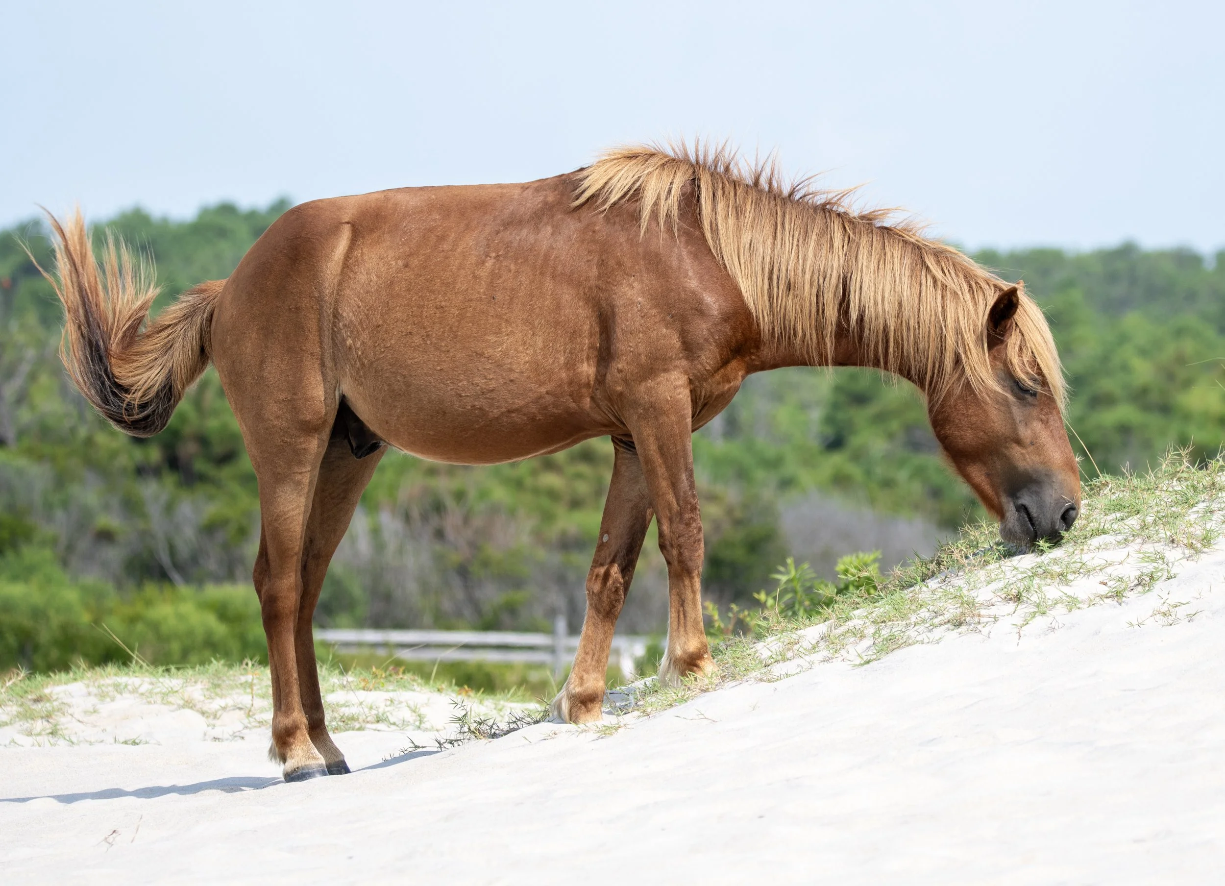 Wild horse grazing on a sandy hill with greenery in the background.
