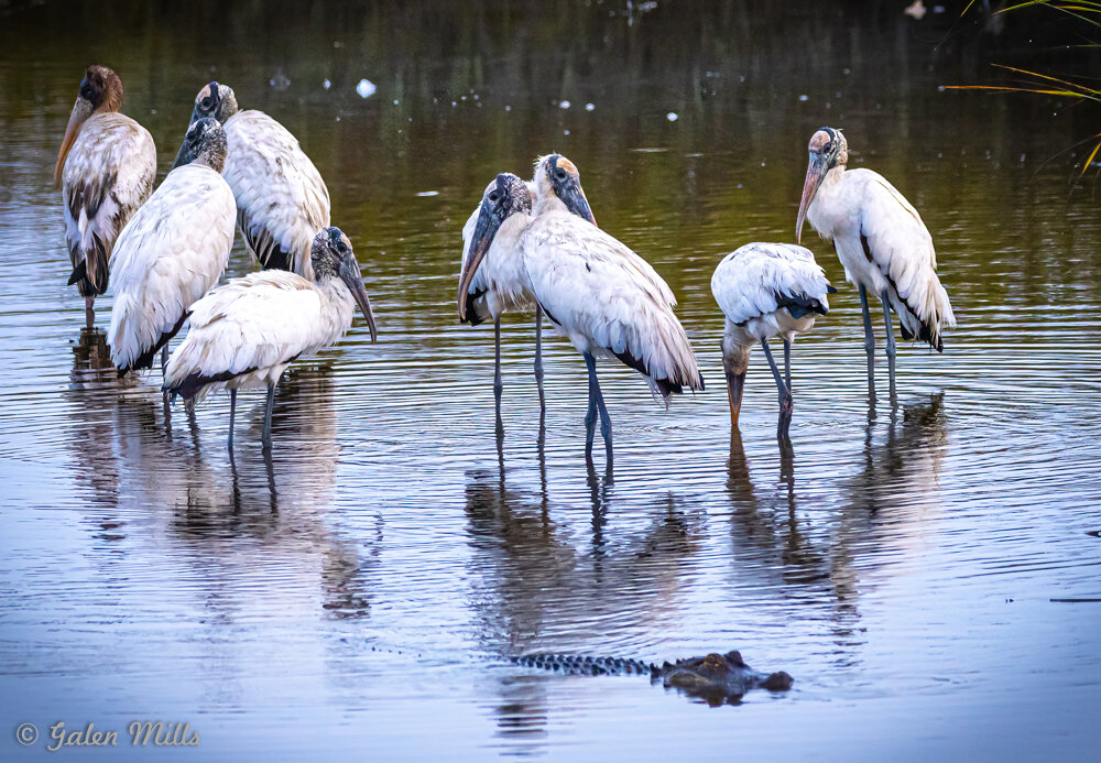 Group of wood storks standing in shallow water next to a submerged alligator.