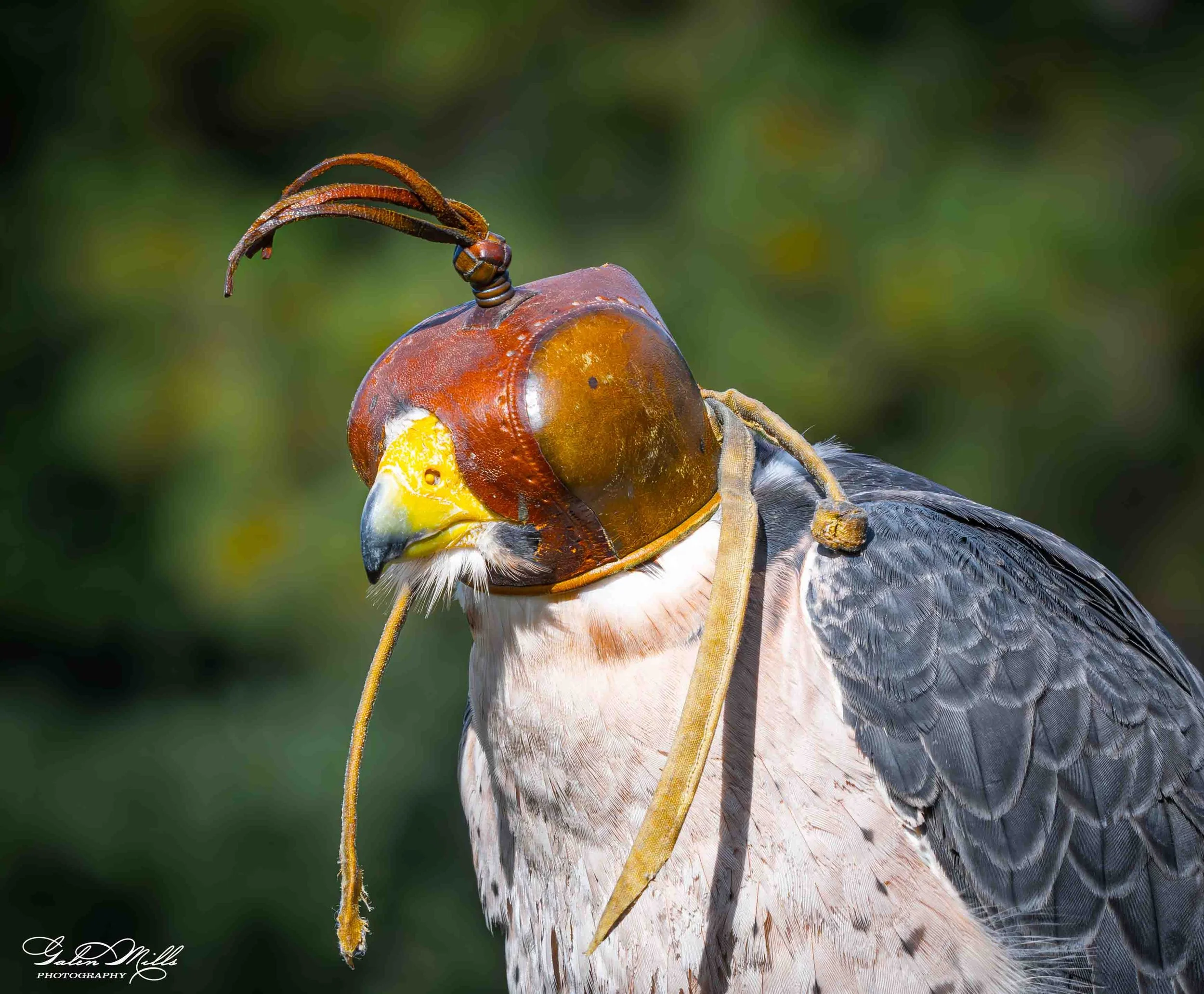 Avian Gallery-2.jpg
