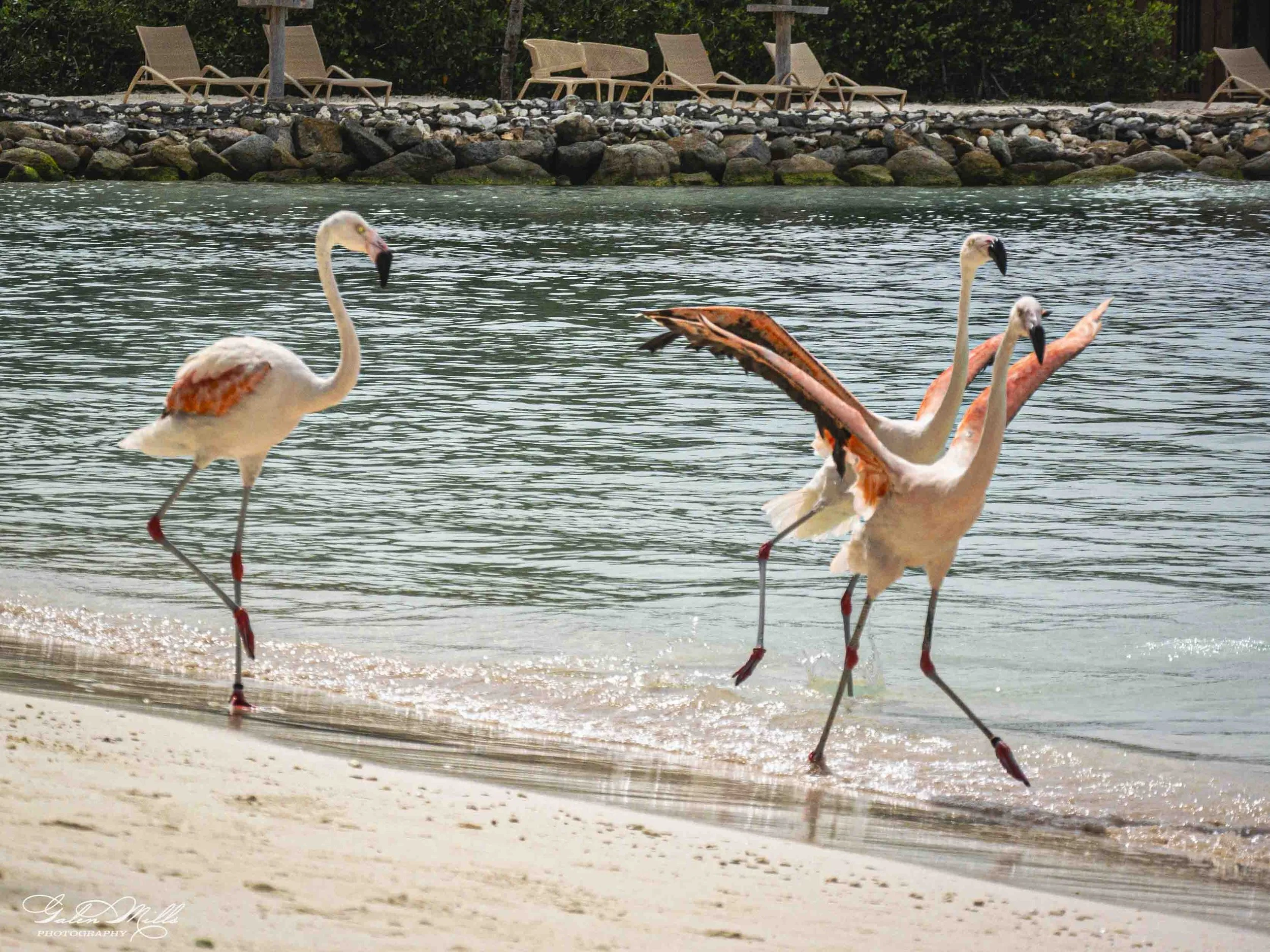 Four flamingos wading in the water along a sandy beach, with rocks and lounge chairs in the background.