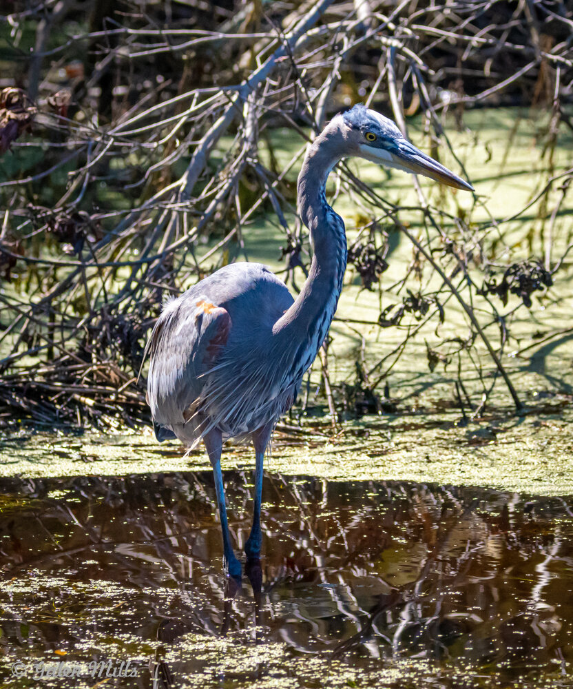 Great blue heron standing in water surrounded by branches and greenery.