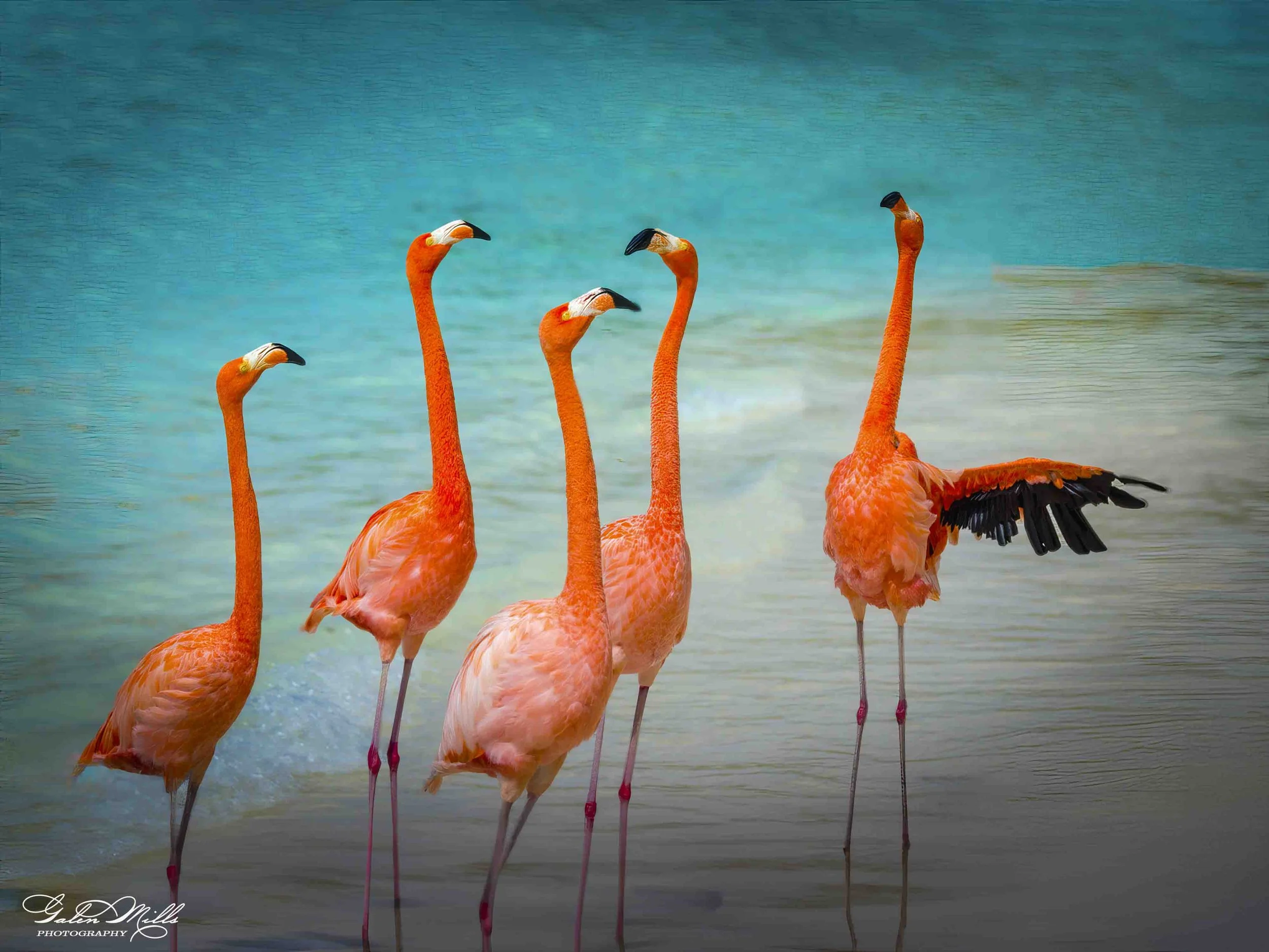 A group of five pink flamingos standing in shallow water with a turquoise blue background.