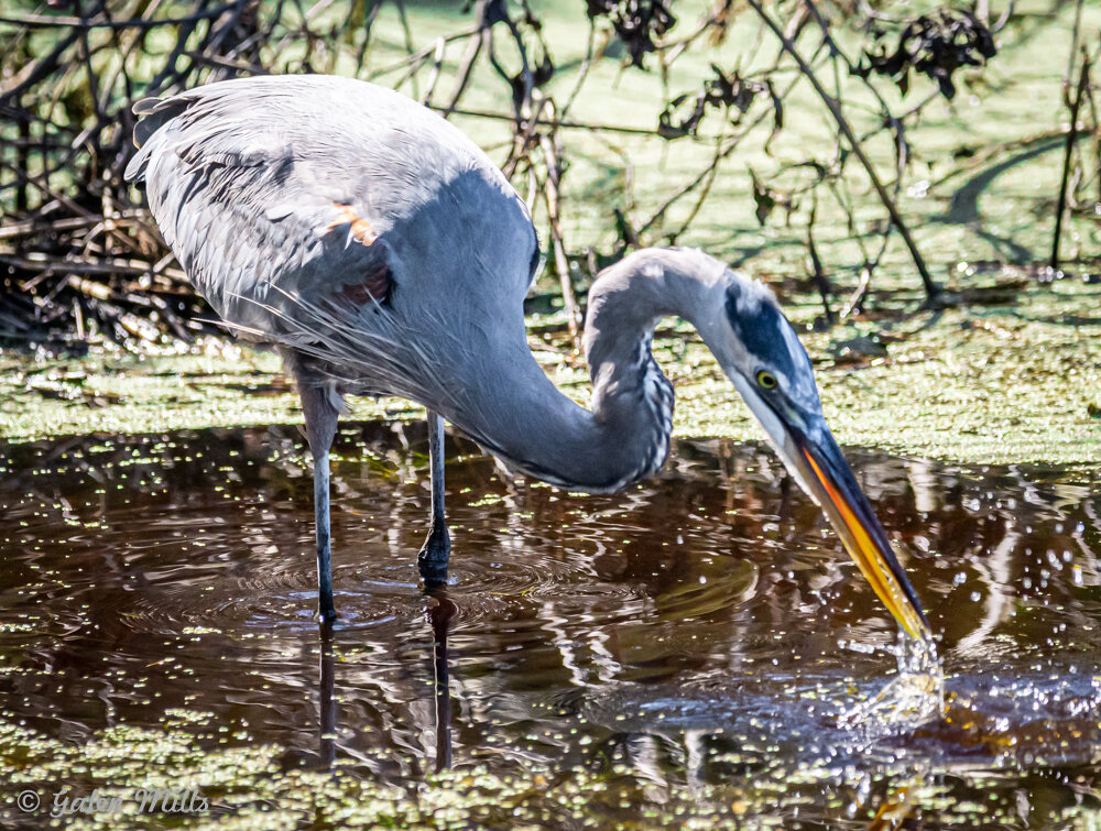 A heron wading in water surrounded by greenery, dipping its beak into the water's surface.