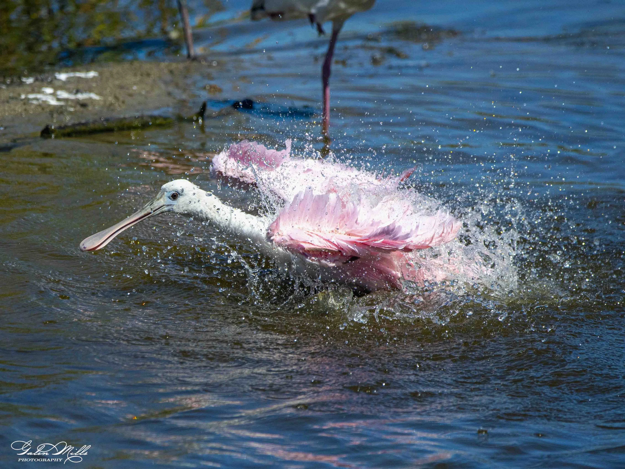 A roseate spoonbill is splashing water in a pond or lake, with some reeds or plants at the water's edge.