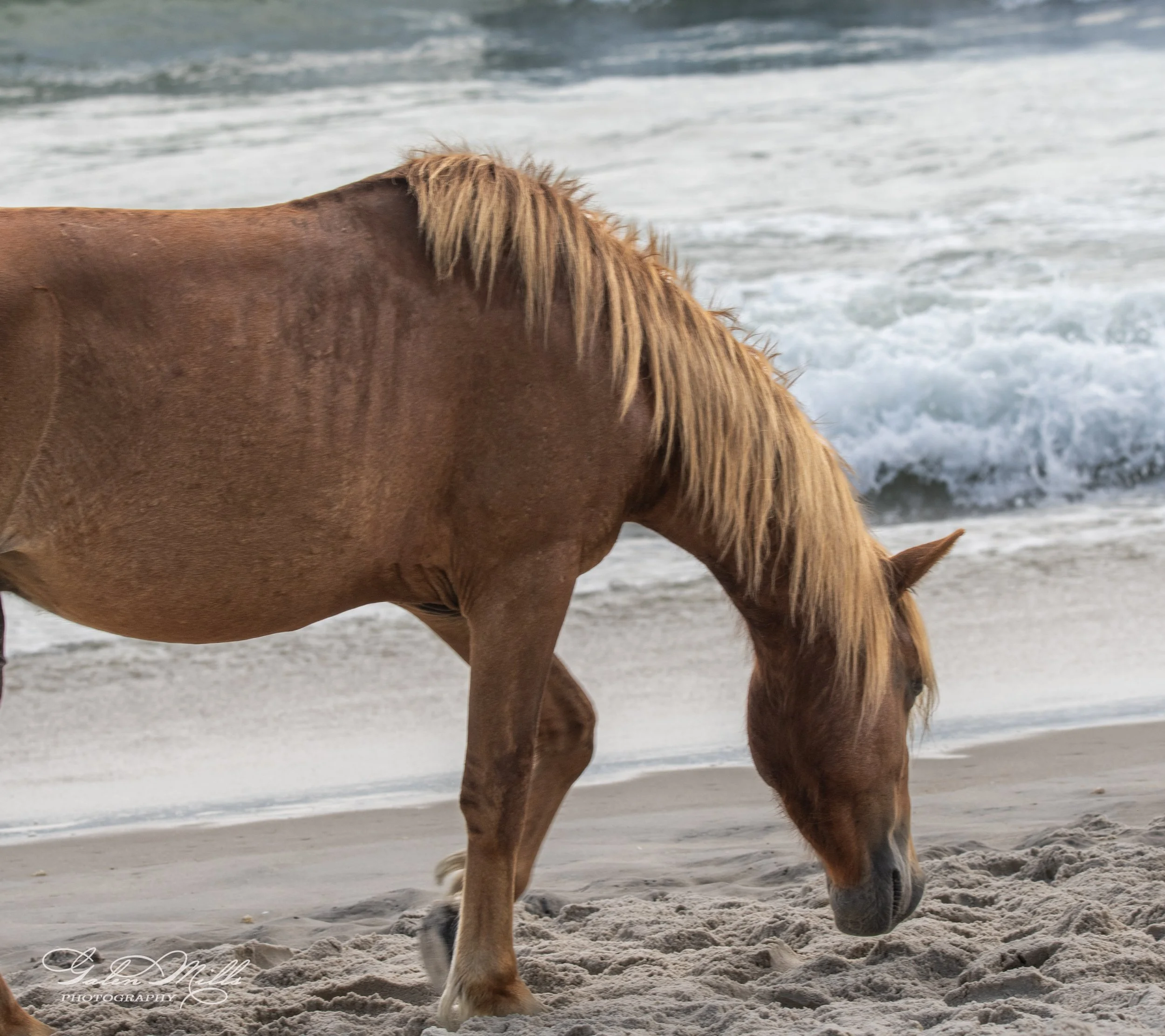 Wild horse on beach near ocean waves