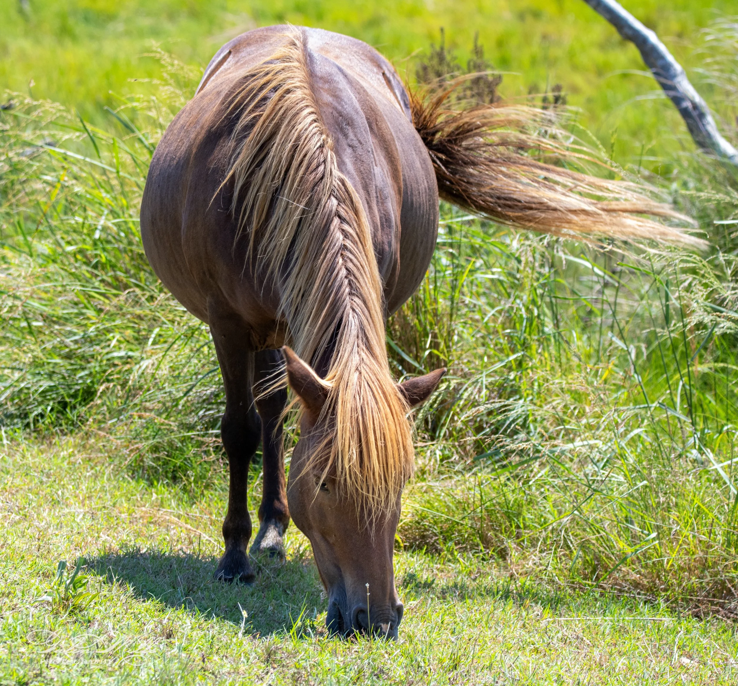 A brown horse with a long mane grazing in a grassy field.