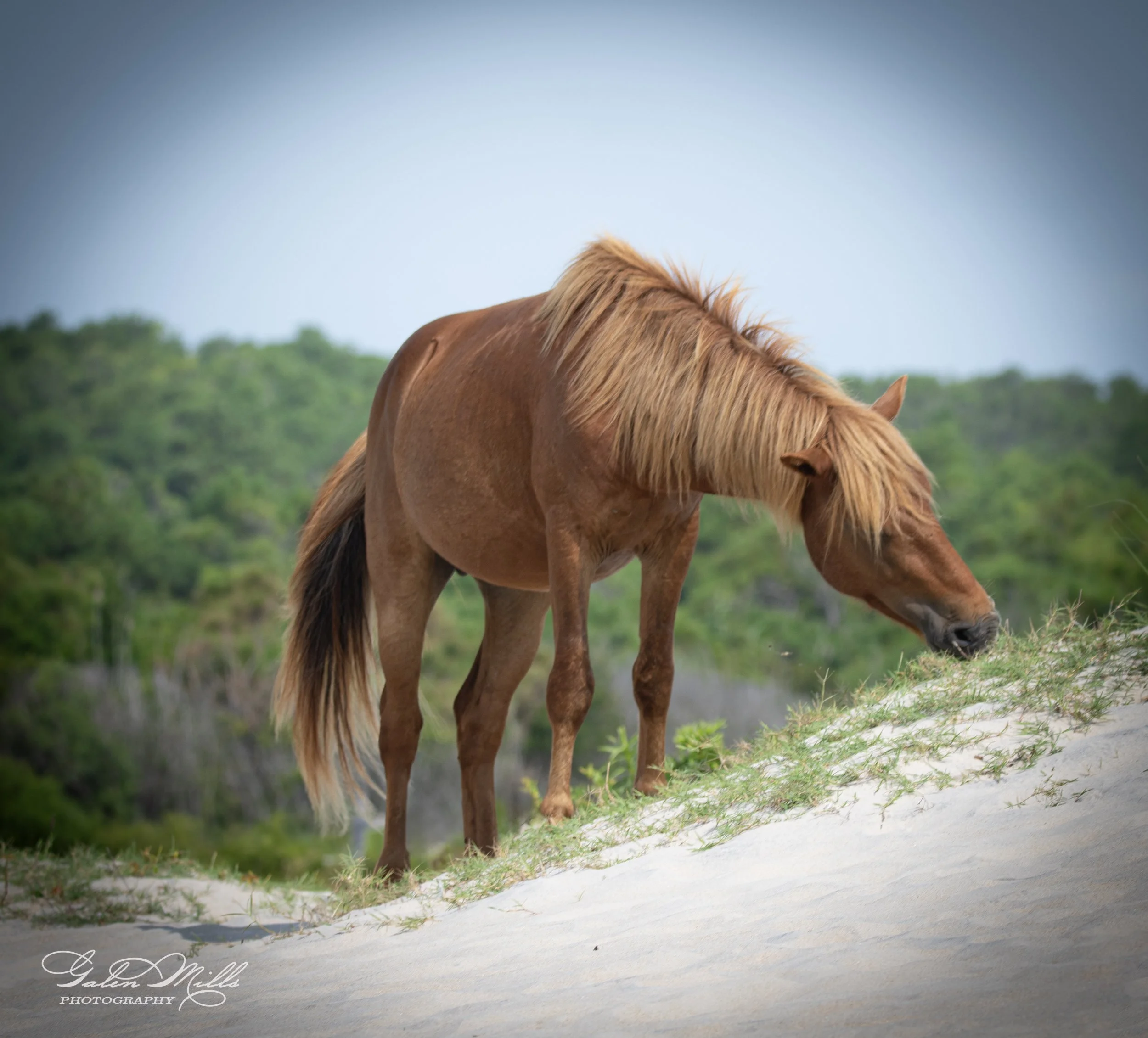Wild horse grazing on a sandy hill with green foliage in the background.
