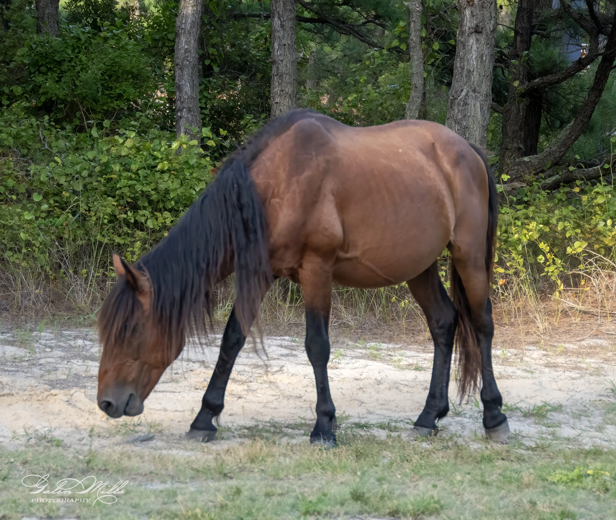 A brown horse grazing in a grassy area next to a forest with trees and shrubs.