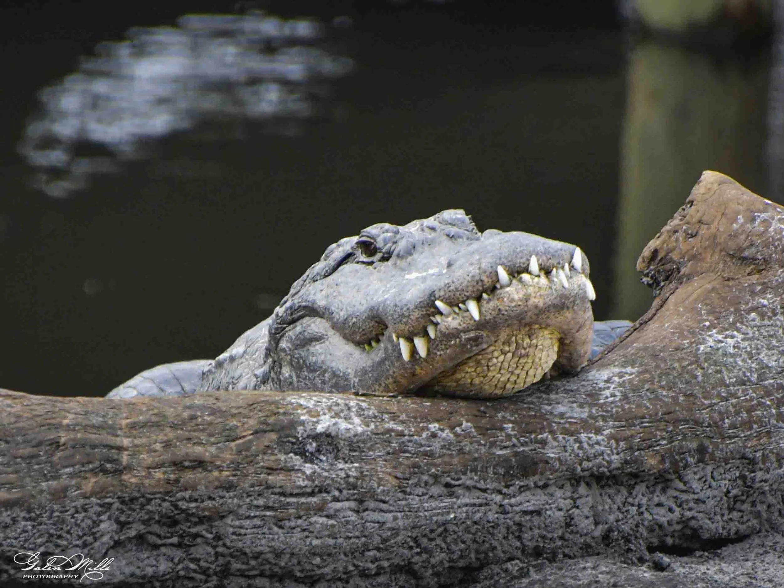 SS Wildlife a-90.jpg