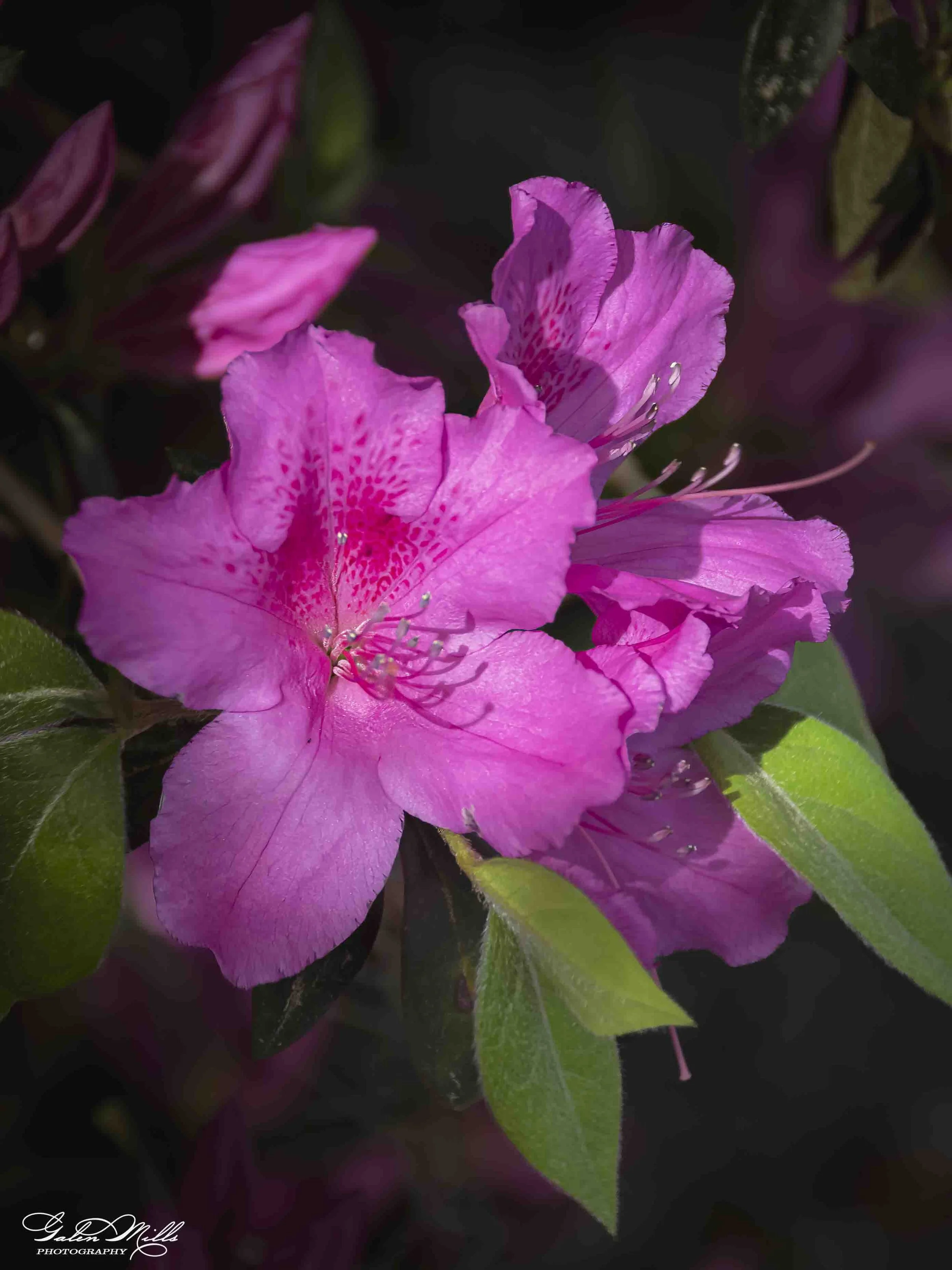 Close-up of pink azalea flowers with green leaves against a dark background.