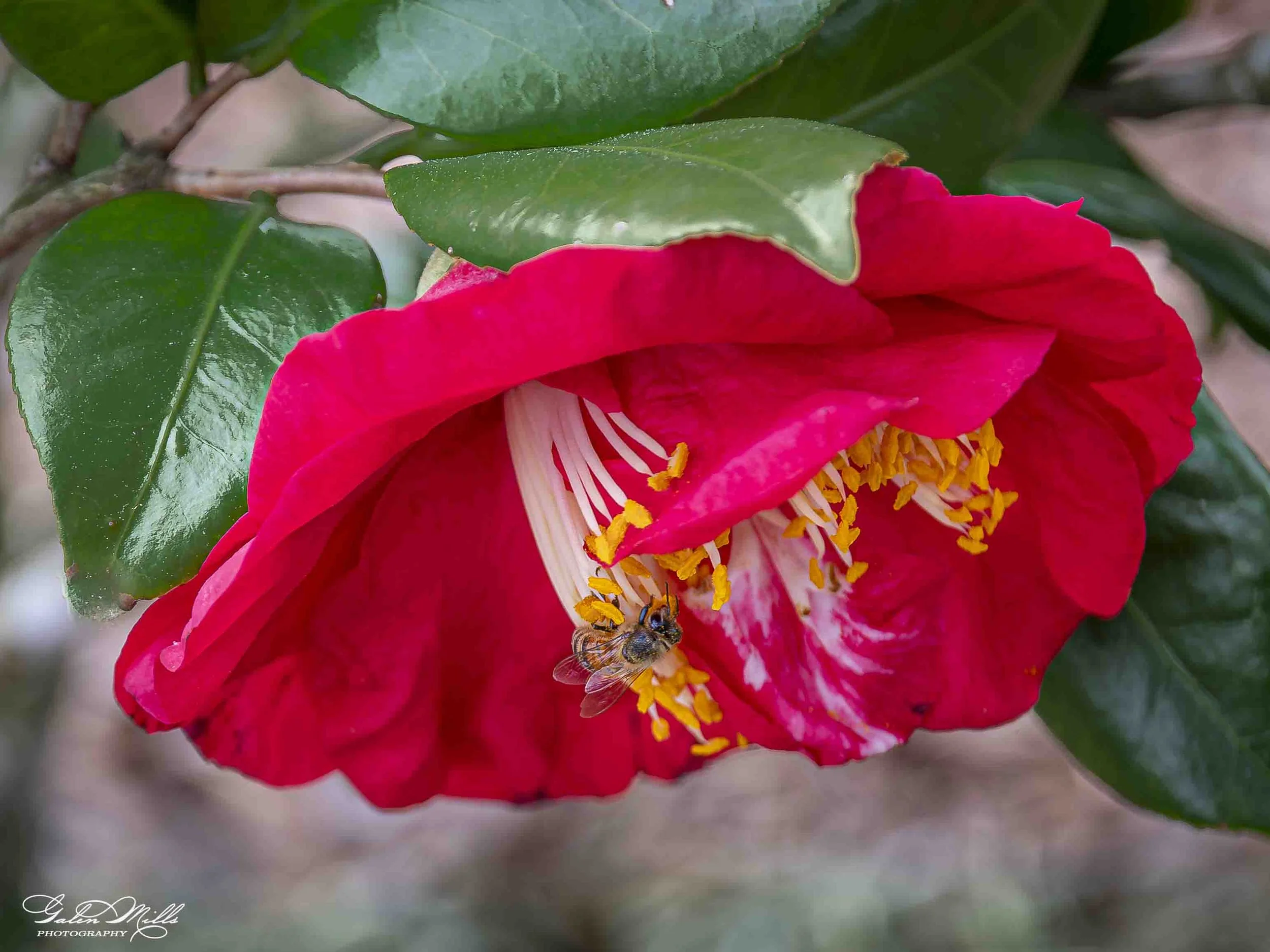 A close-up image of a pink and red camellia flower with yellow stamens, surrounded by green leaves, with a bee collecting nectar from the flower.
