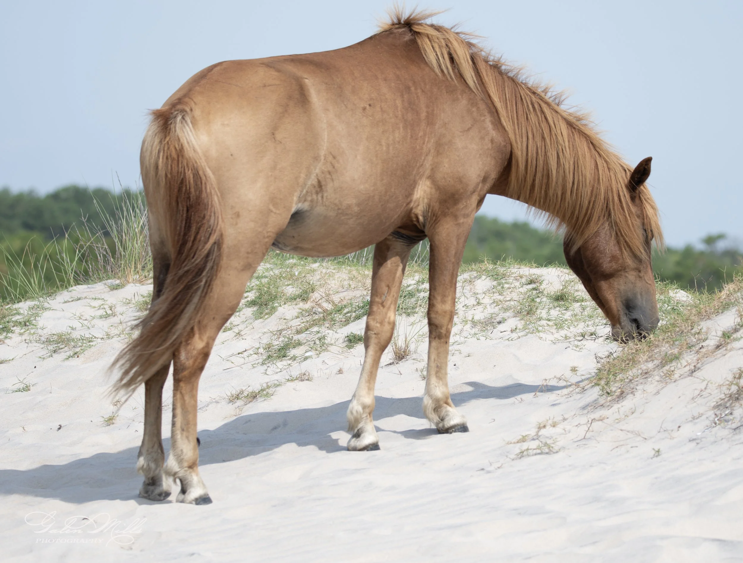 Wild horse grazing on a sandy beach with sparse grass and a clear sky in the background.
