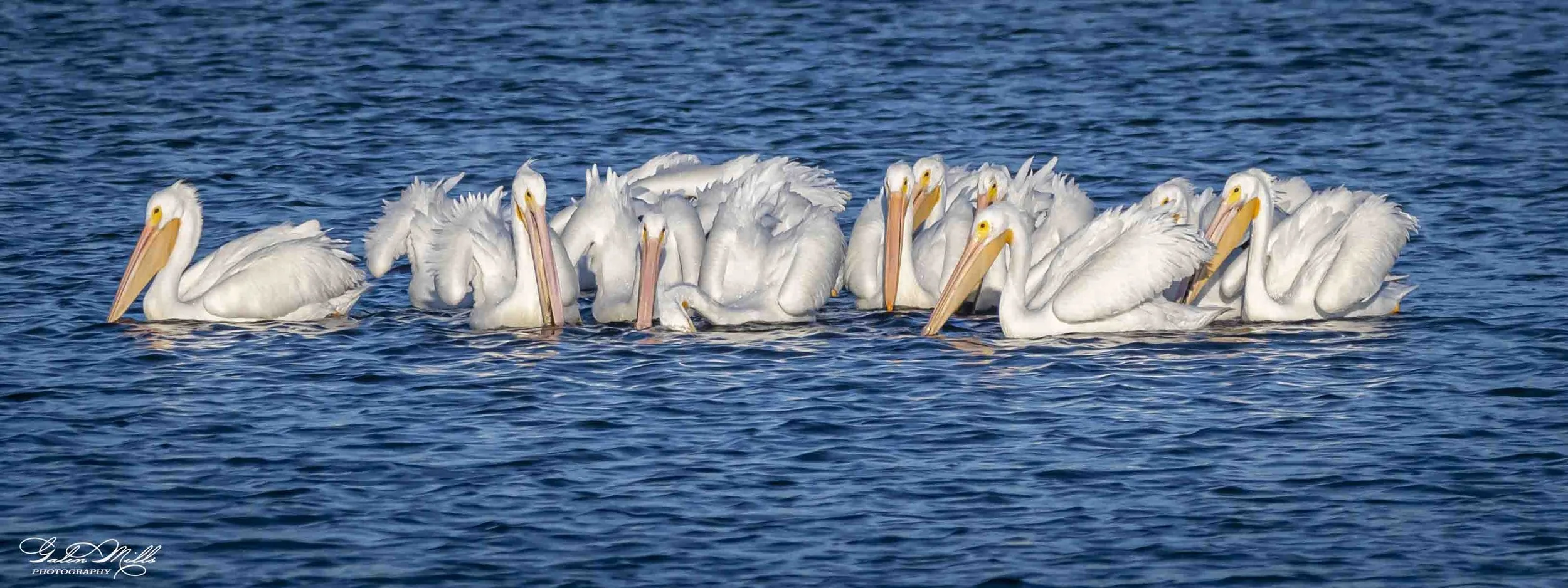 A group of white pelicans floating on blue water.