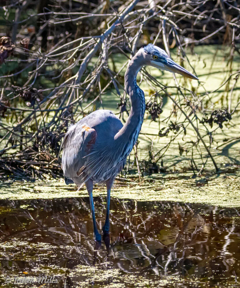 Great Blue Heron standing in shallow water with branches and reflections in the background