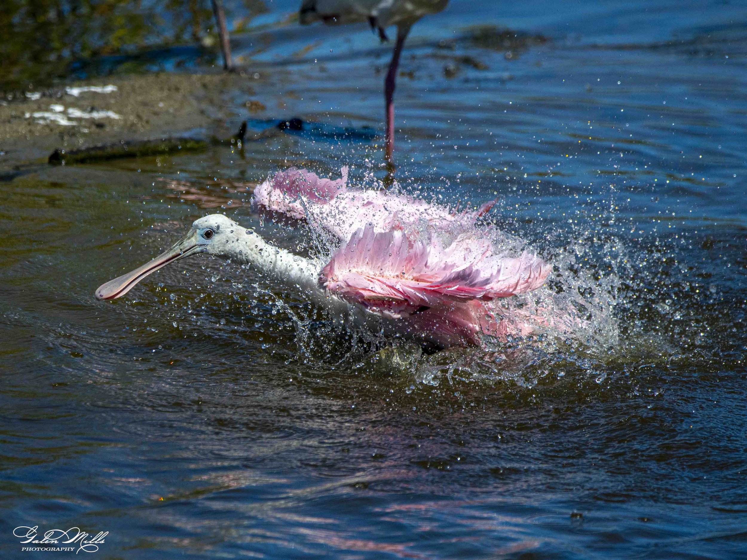 Water birds  Horz-75.jpg