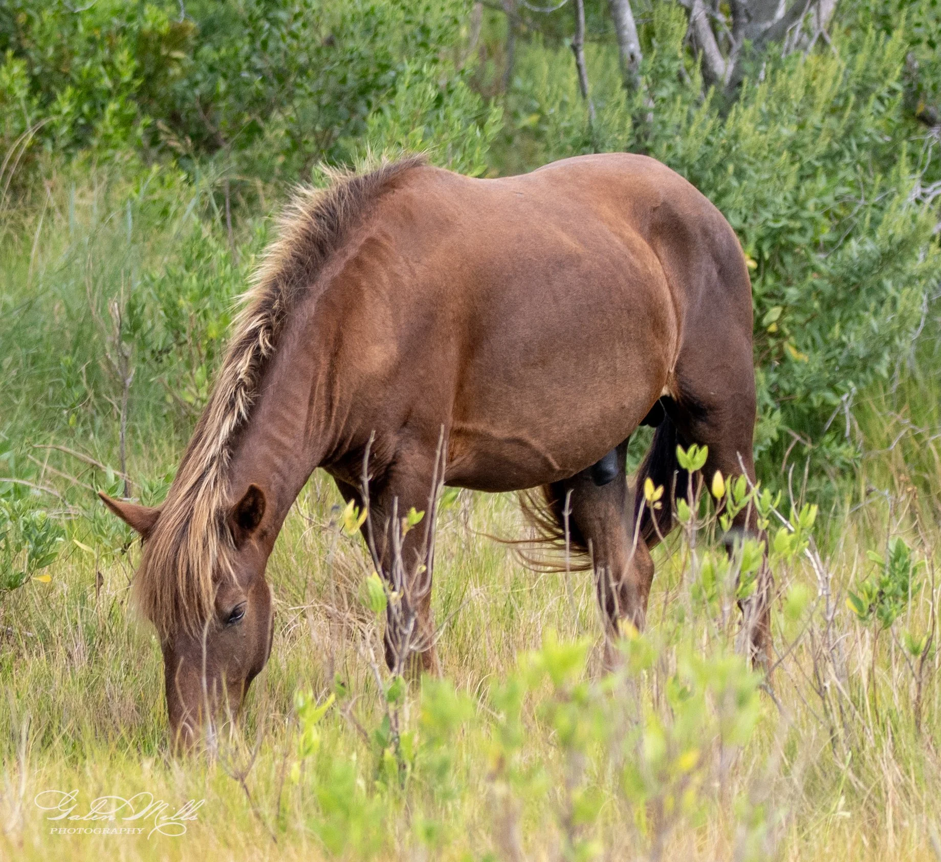 Wild horse grazing in a grassy field with surrounding greenery.