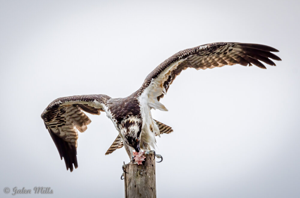 Osprey with wings spread, perched on a pole, eating a fish