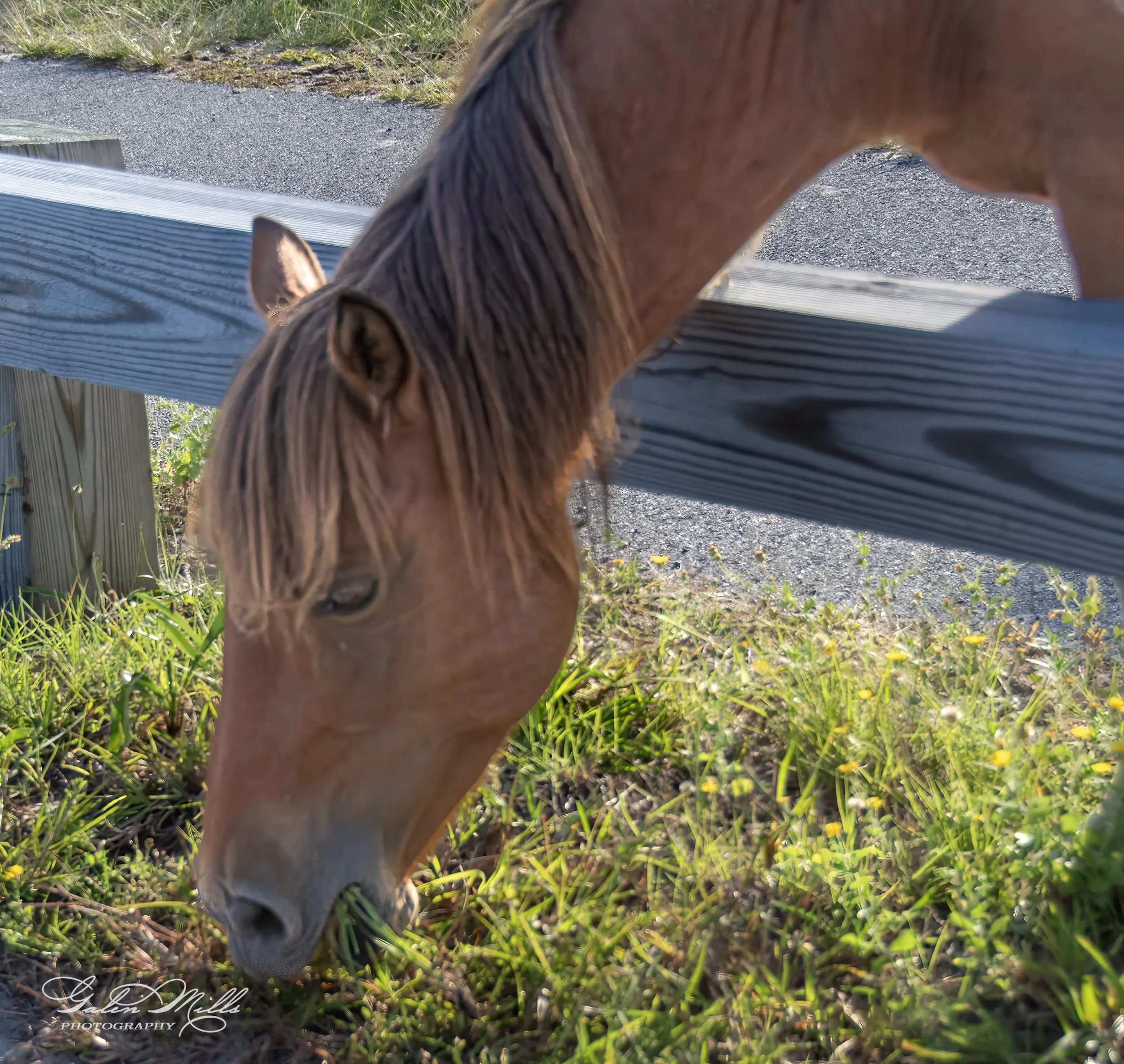 Horse eating grass by a wooden fence