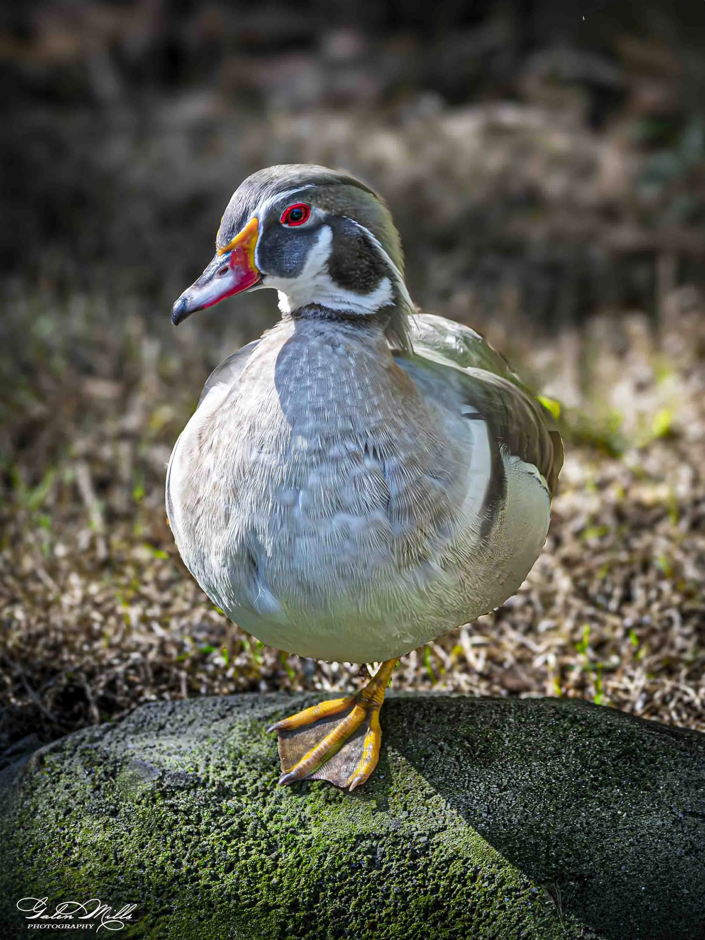 Water birds  Vert-21.jpg