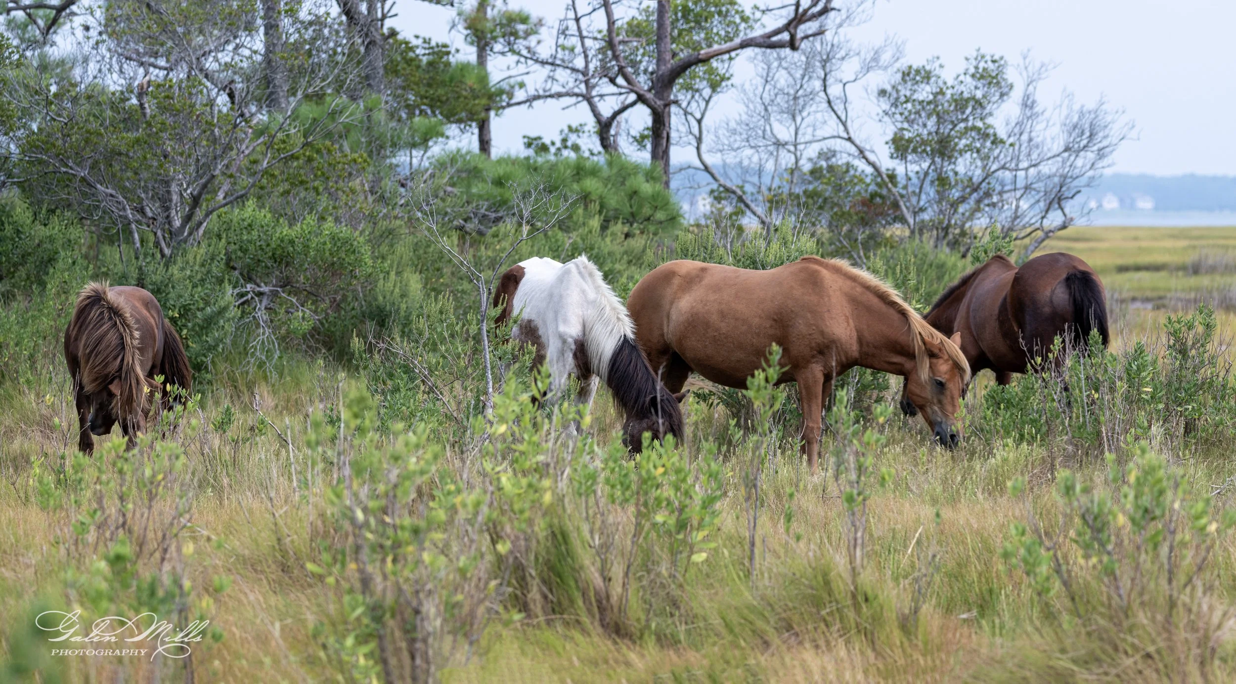 Wild horses grazing in a grassy, wooded area with trees in the background.