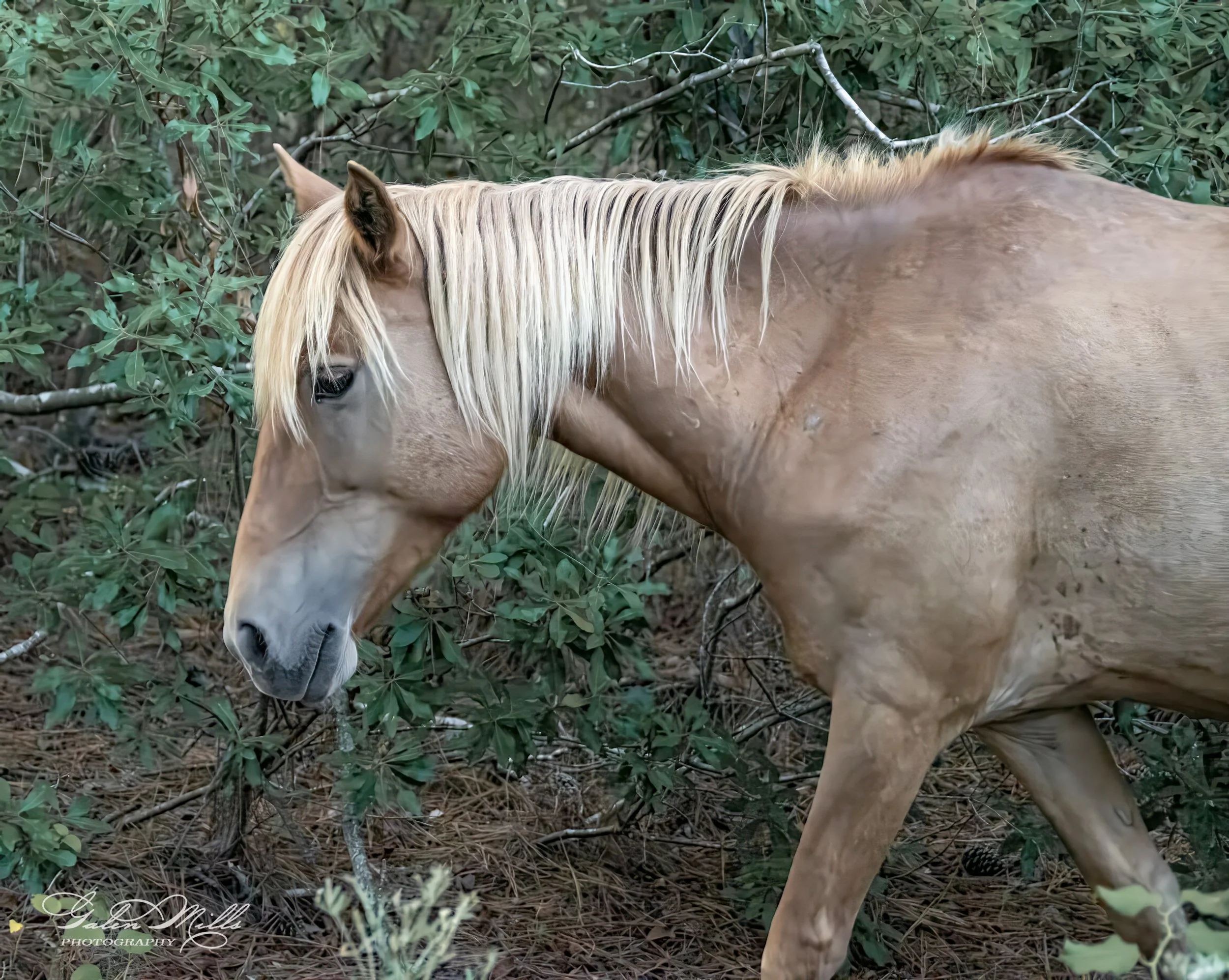 Palomino horse walking through dense vegetation in a forest setting.