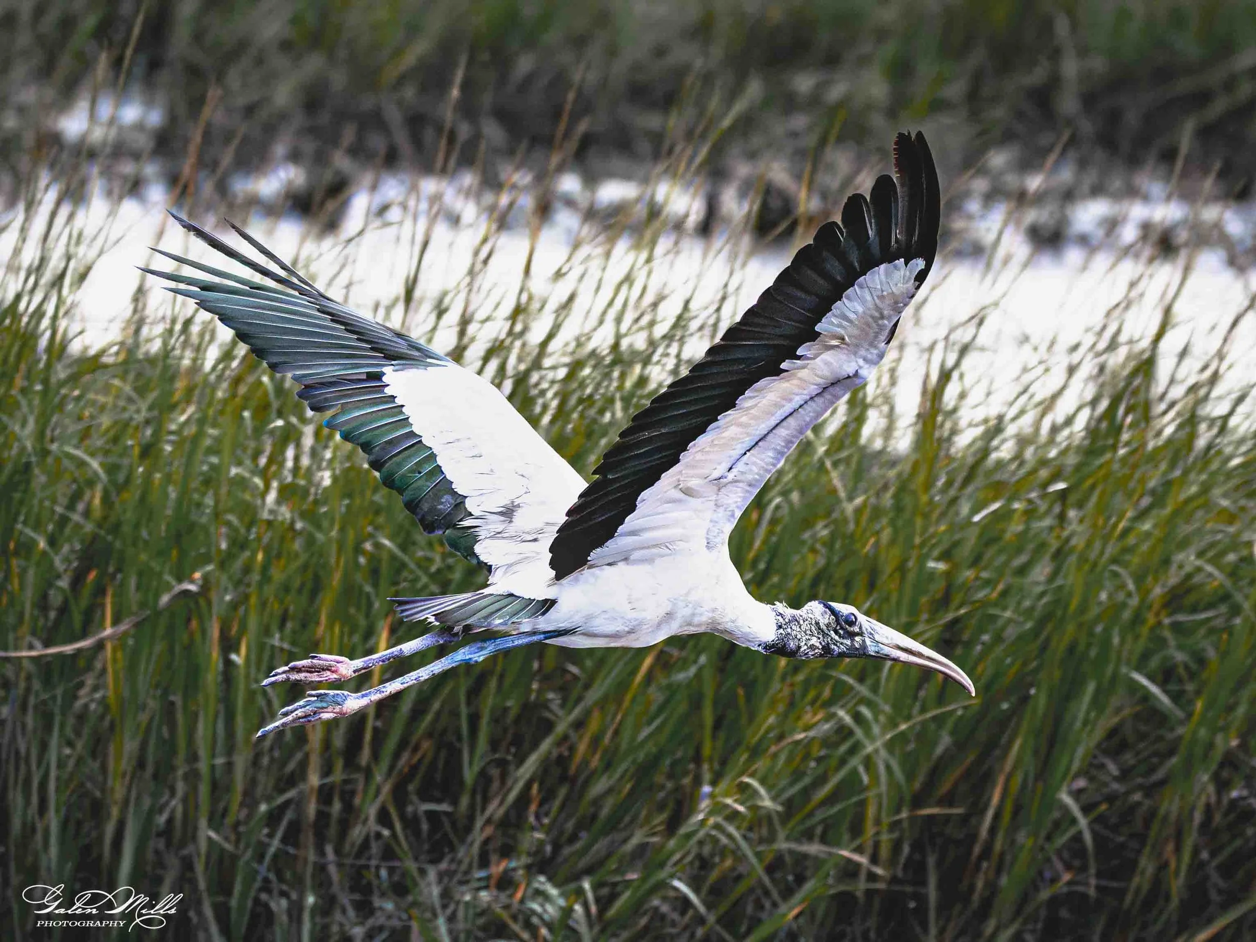 A stork in a grassy area with tall green grass and some trees in the background.