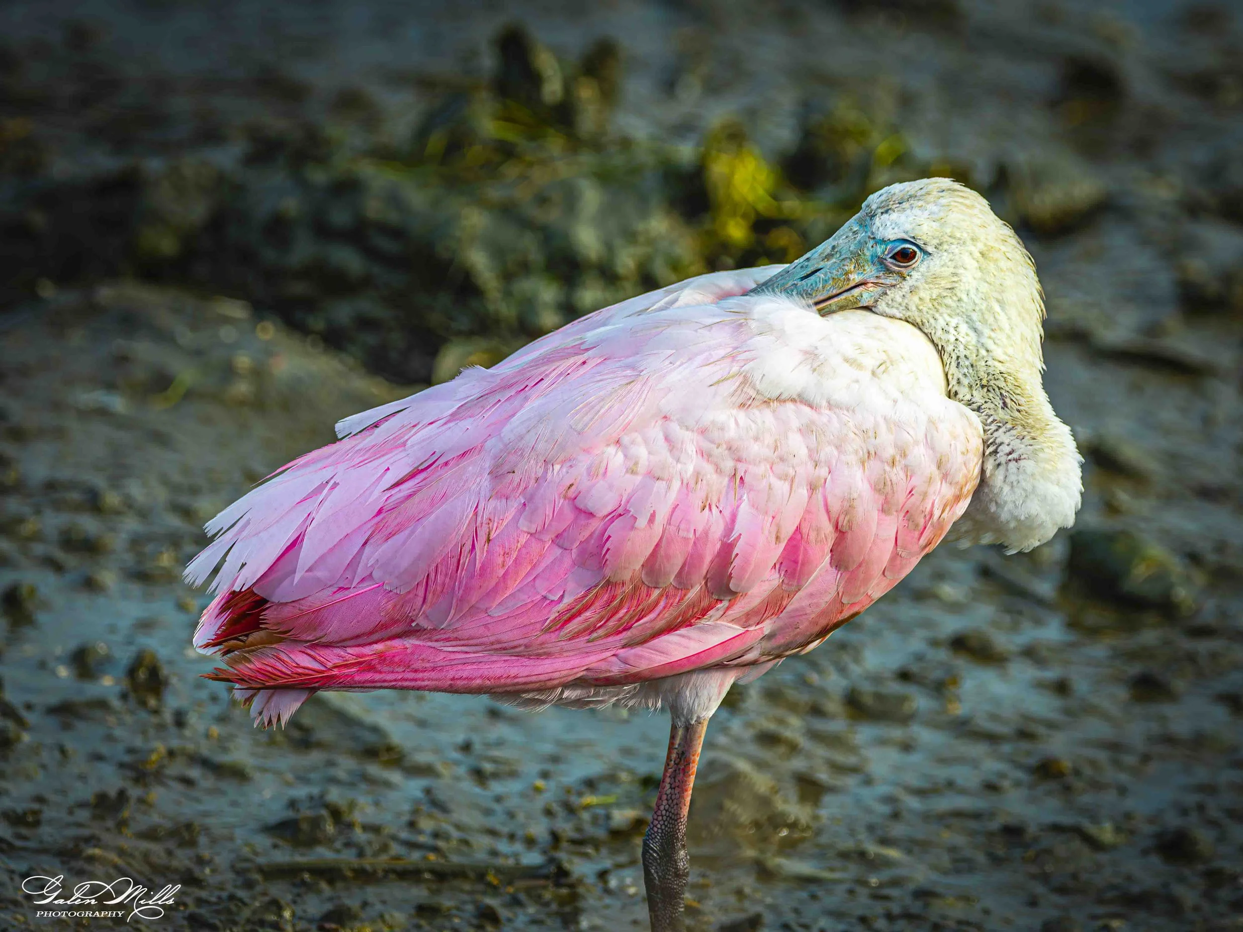 A roseate spoonbill standing on one leg on a sandy ground with greenish dark background.