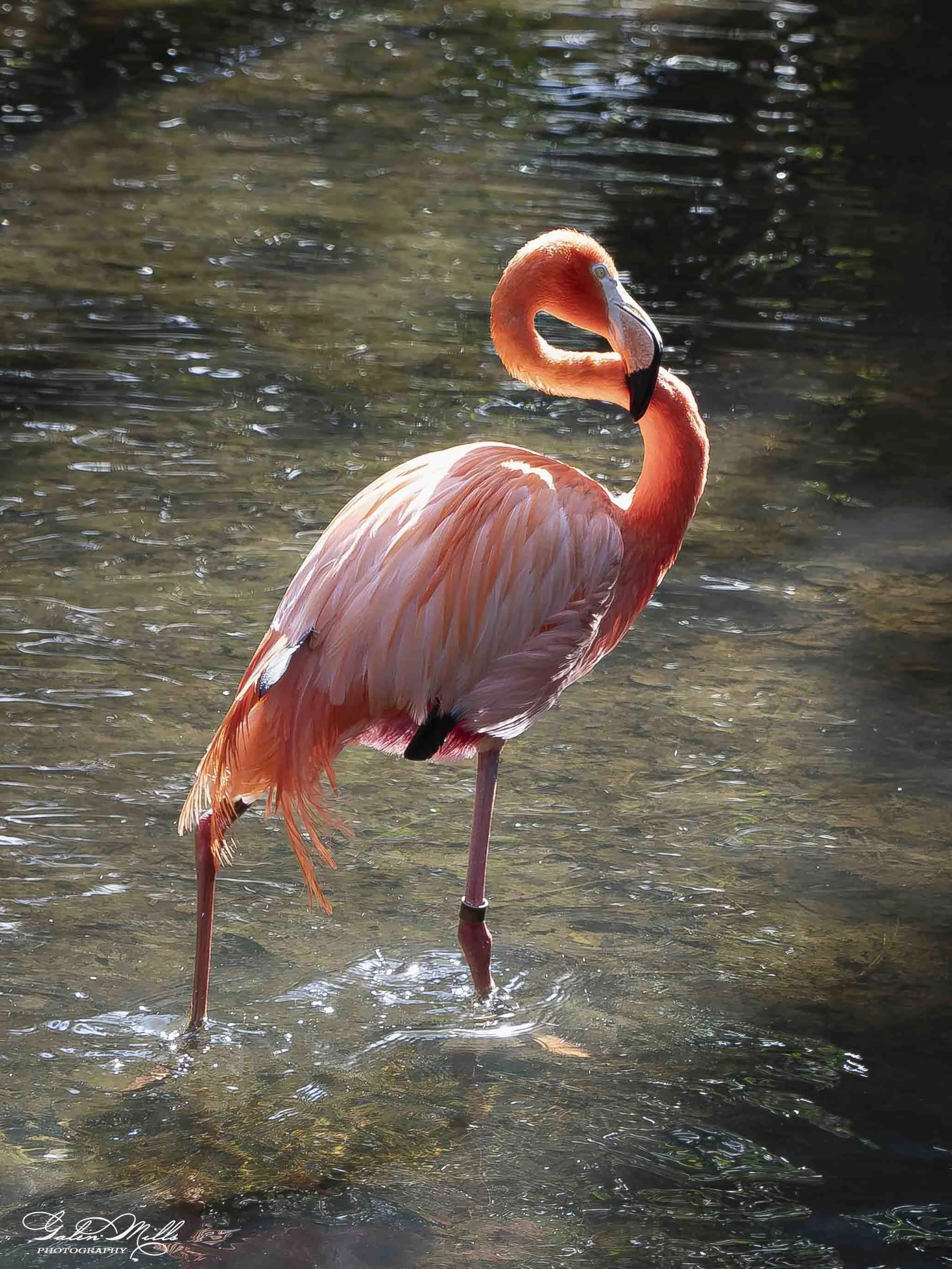 A pink flamingo standing in water, with a blurred background of water and reflections.