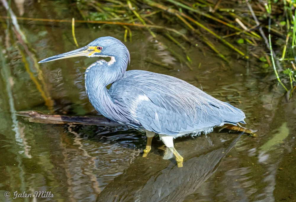 Tricolored heron standing in water