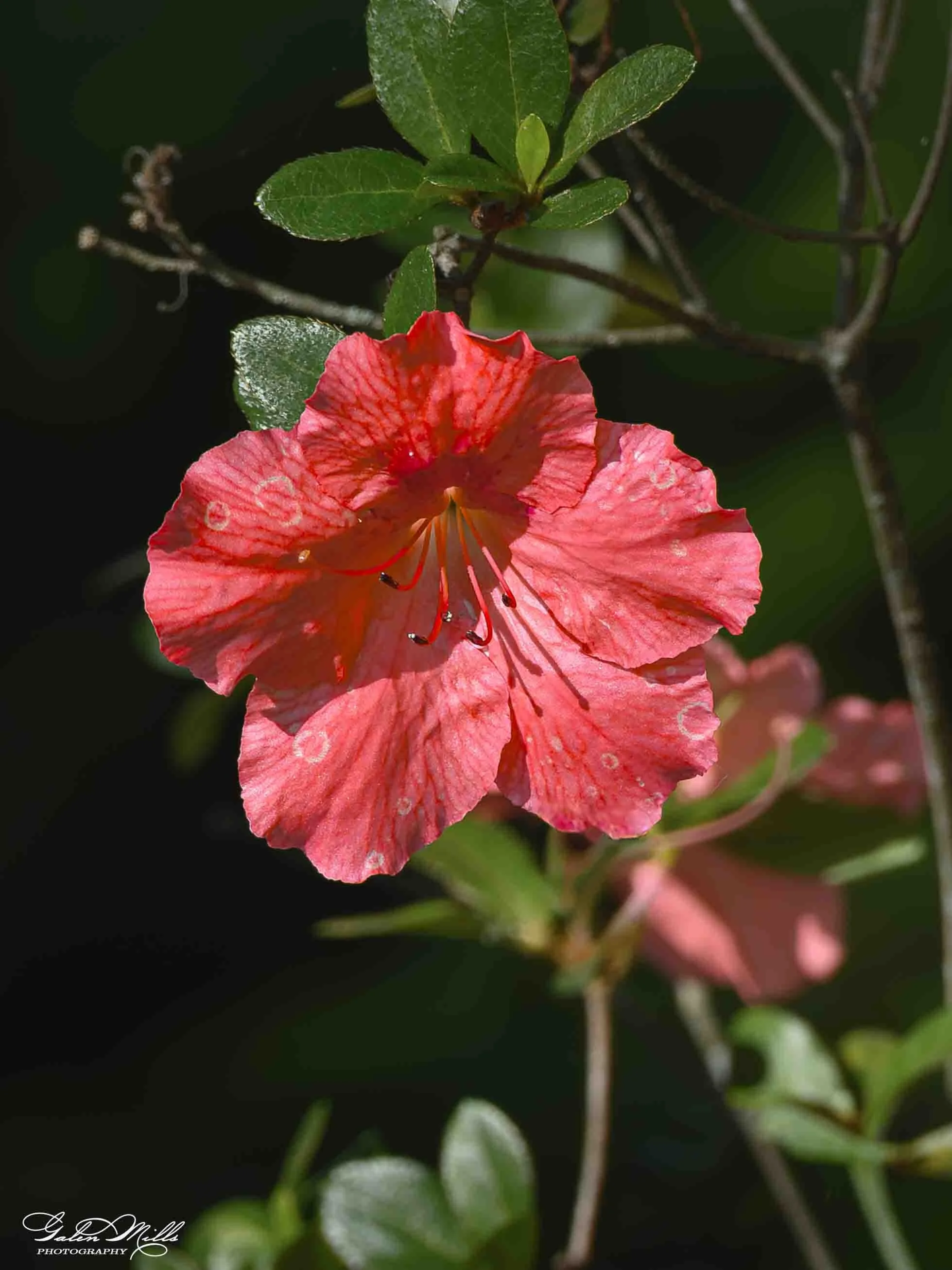 A close-up of a pink and red azalea flower with green leaves against a dark background.