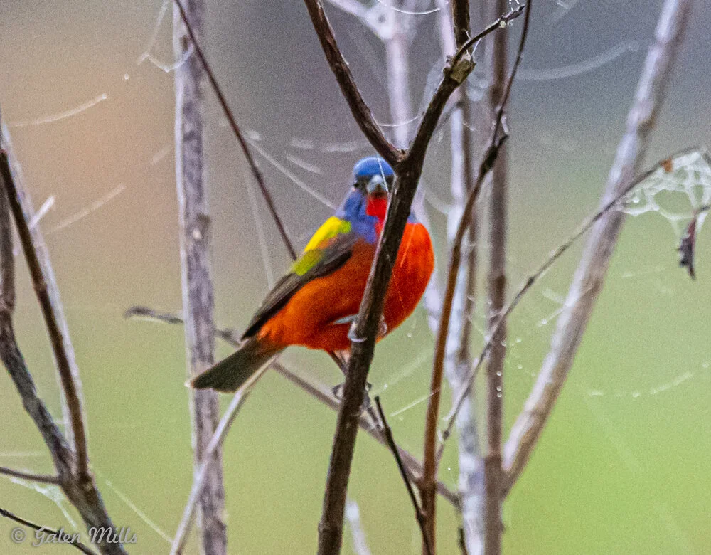 Colorful bird perched on a branch with a blurred natural background.