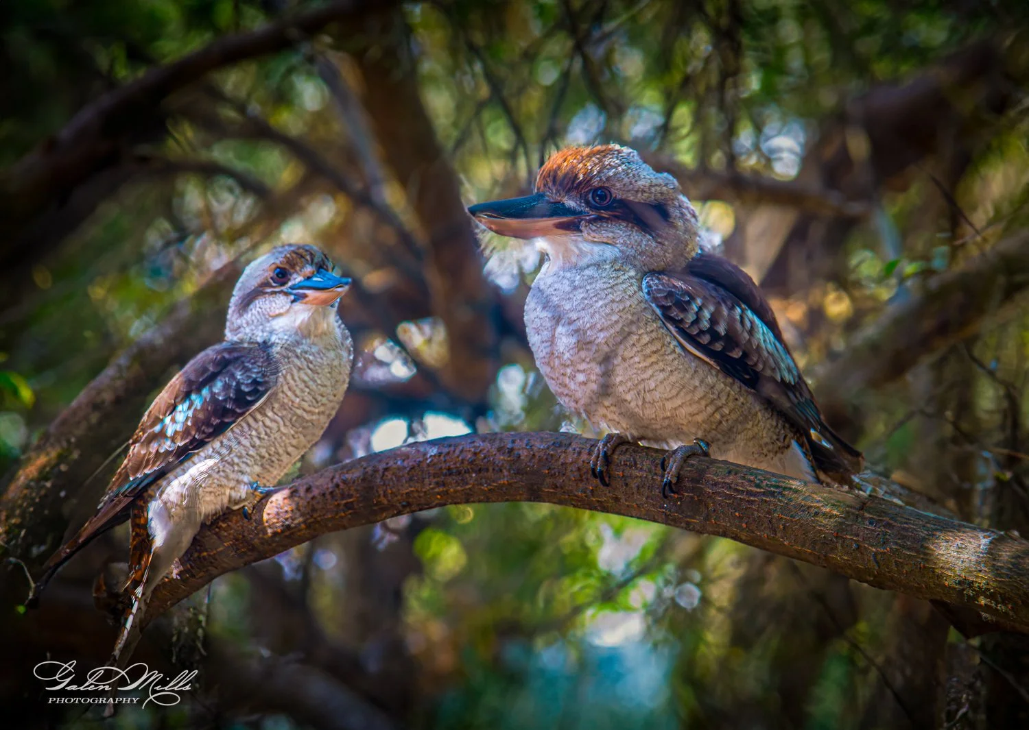 Two kookaburras perched on a tree branch with a blurred forest background.