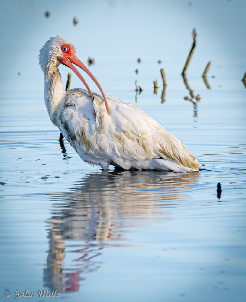 White ibis standing in shallow water, preening its feathers, with long curved beak and blue background reflecting in the water.