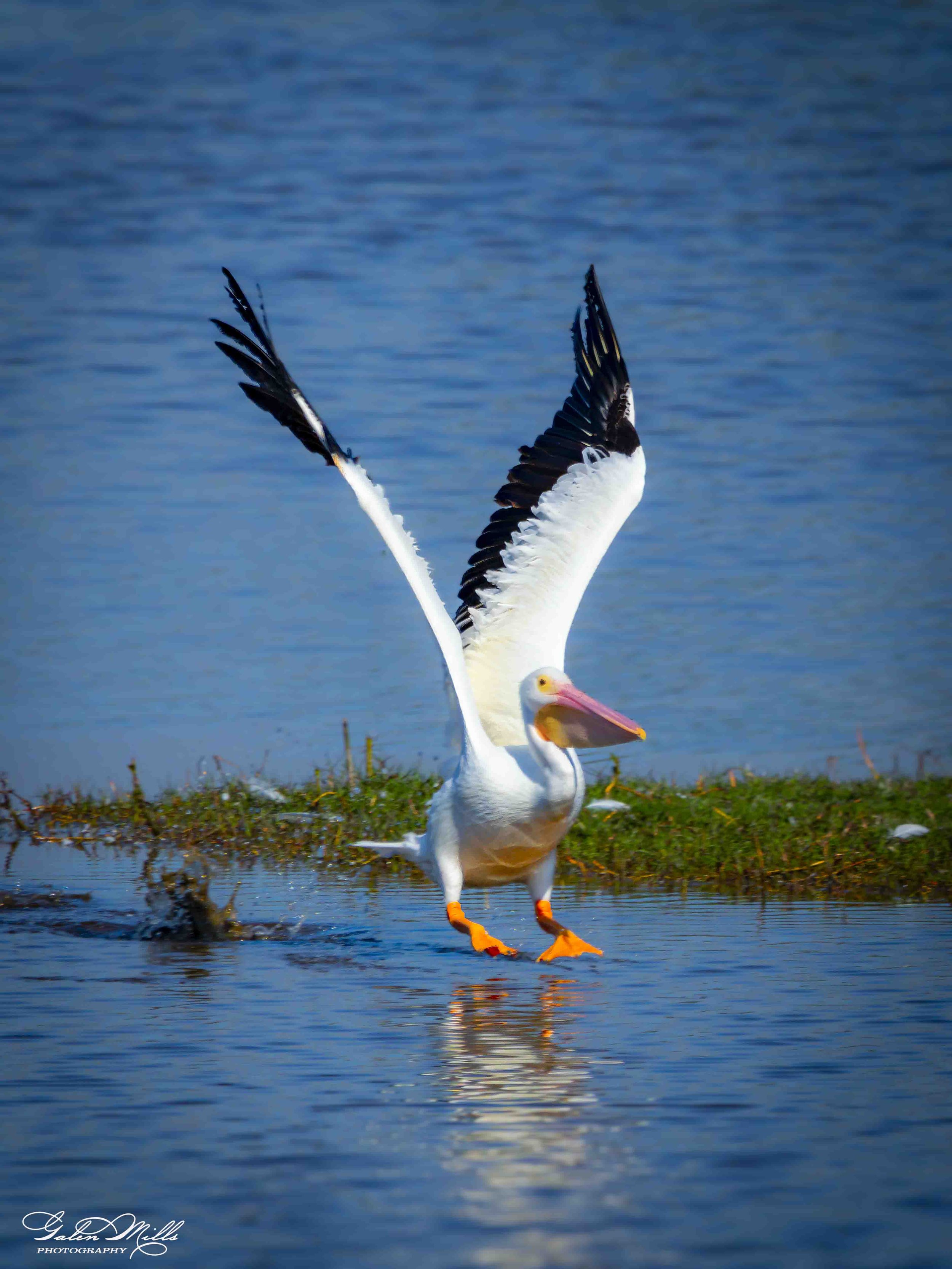 Water birds  Vert-25.jpg