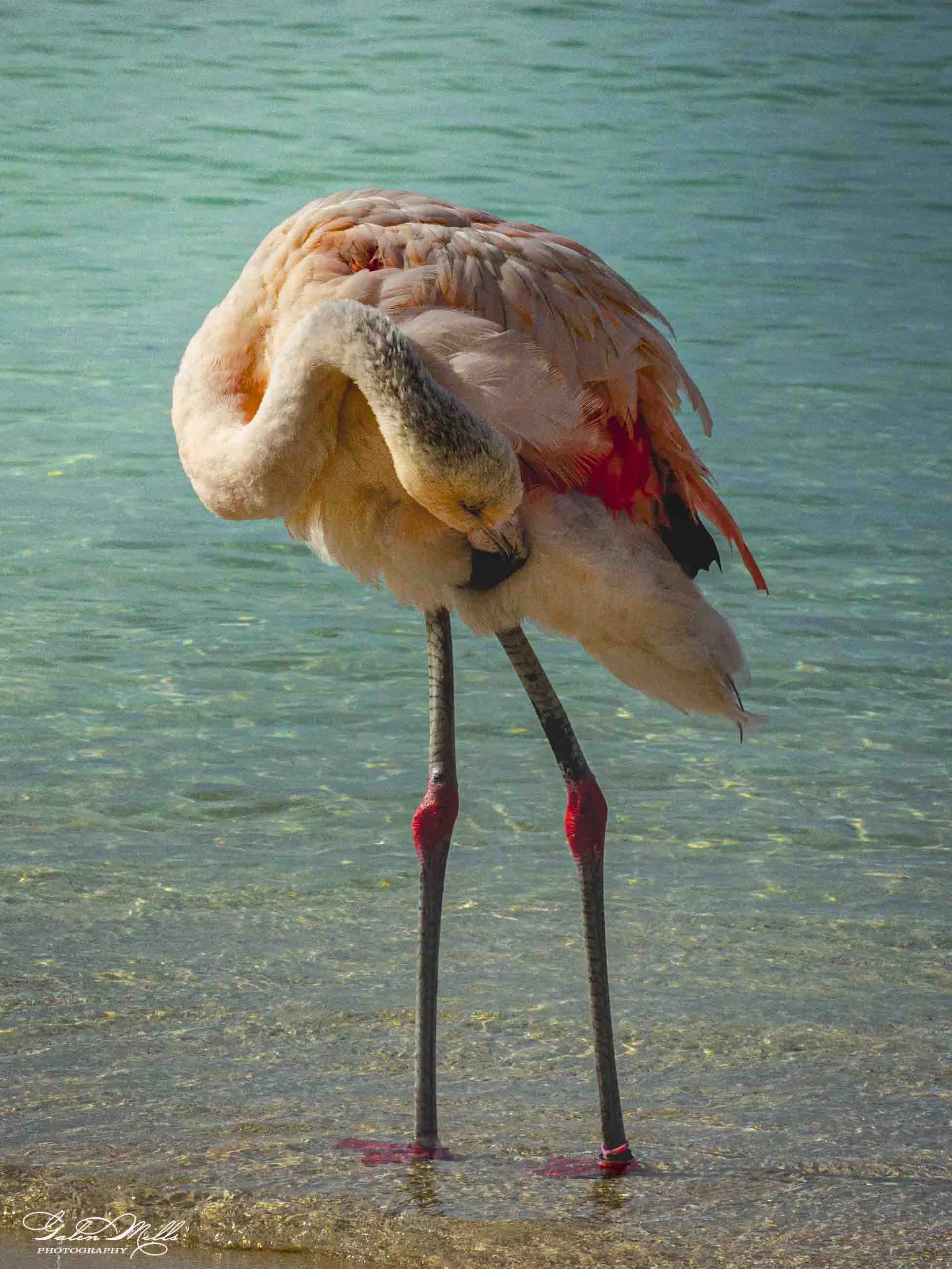 A pink flamingo standing in shallow water with a bent neck, preening its feathers, at the edge of a lake or pond.