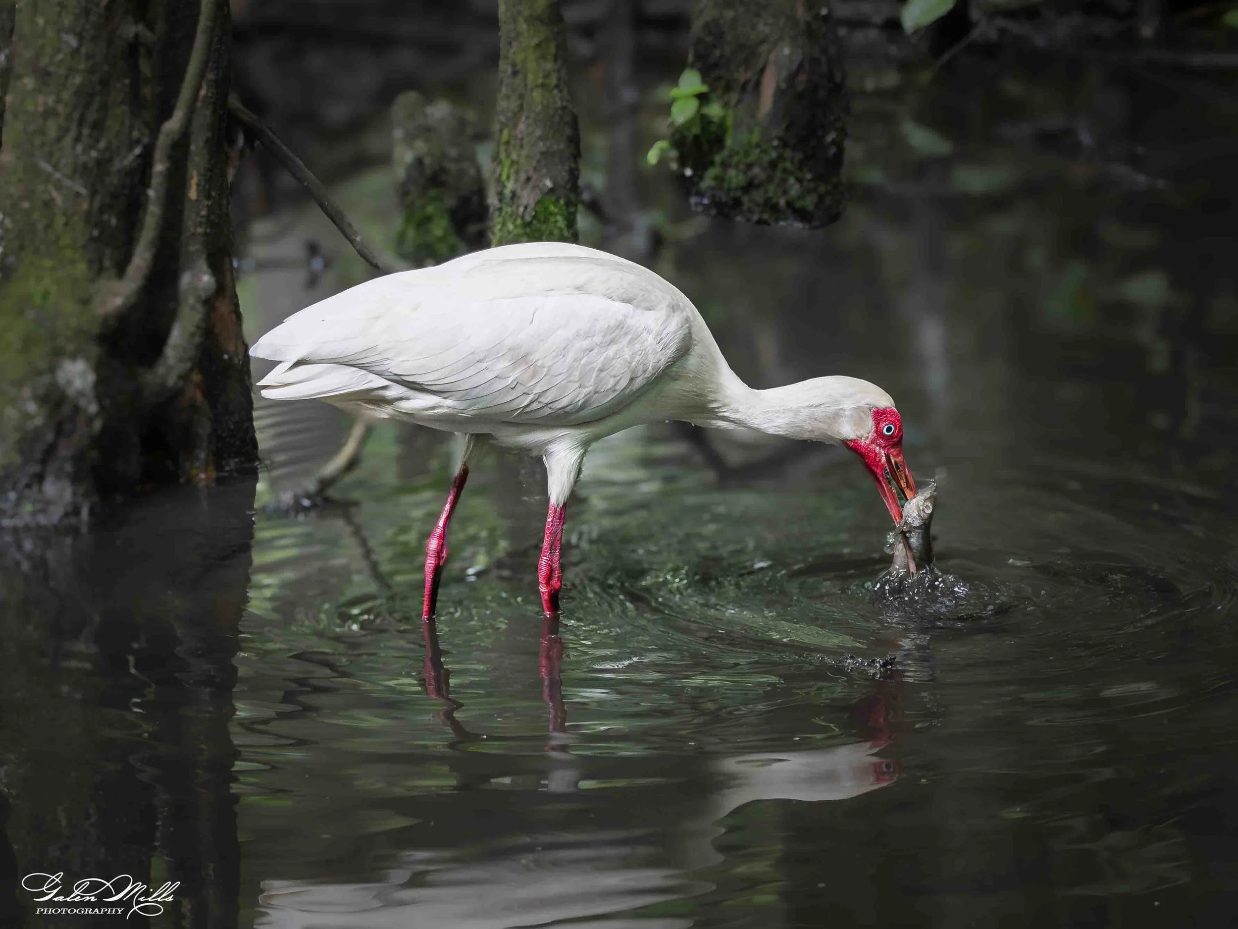 Water birds  Horz-2.jpg