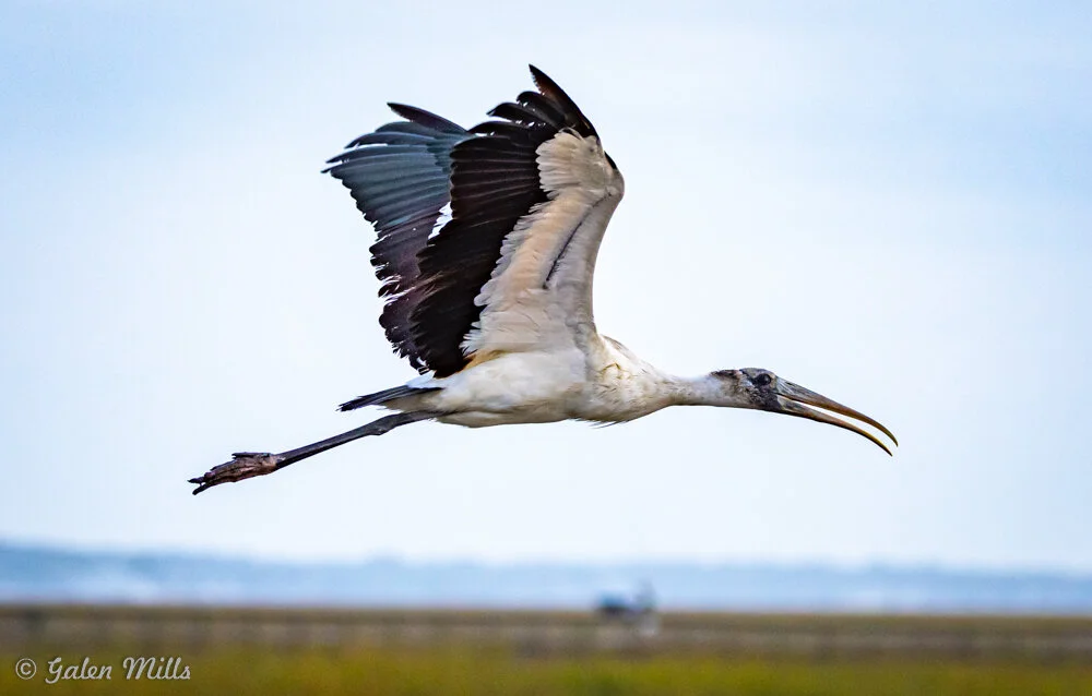 Wood stork in flight against a clear sky background, with outstretched wings and long beak.