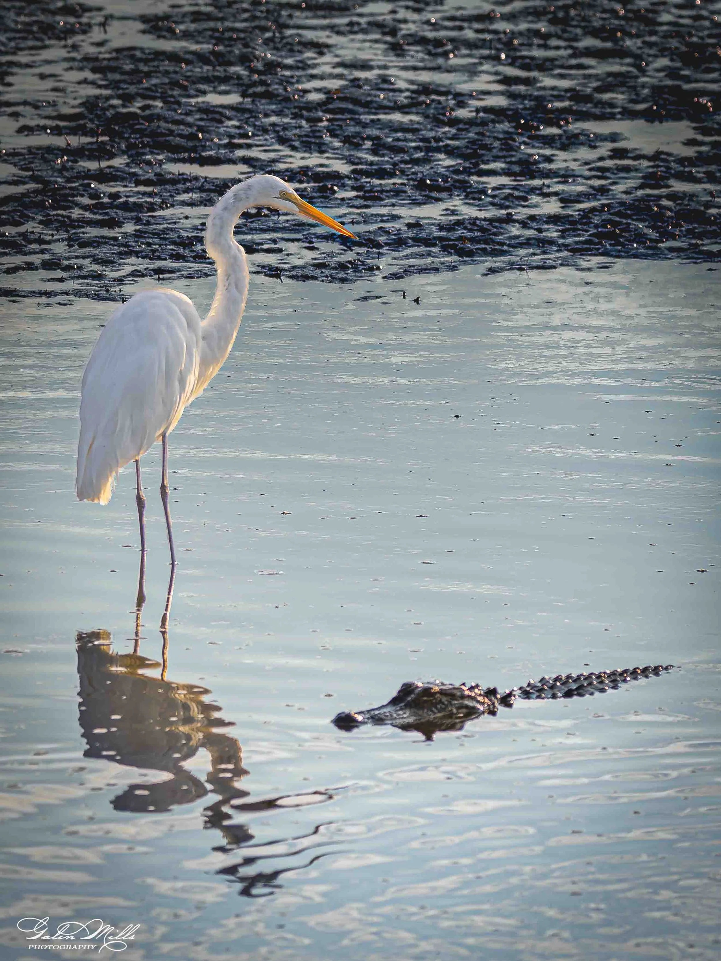 A white egret standing in shallow water near a crocodile with a reflection visible on the water surface.