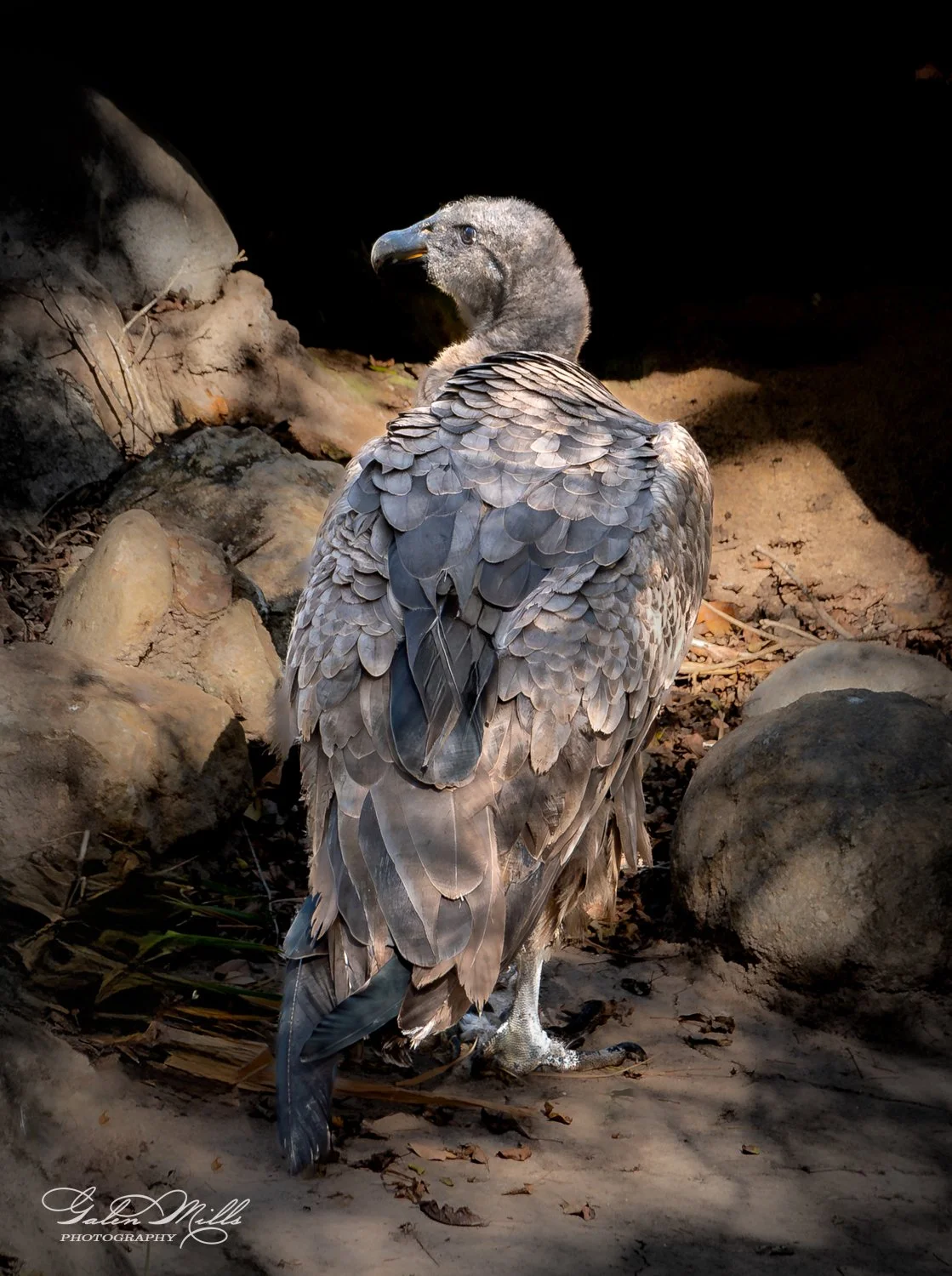 Vulture standing on rocky ground in sunlight, with detailed feathers and a dark background.