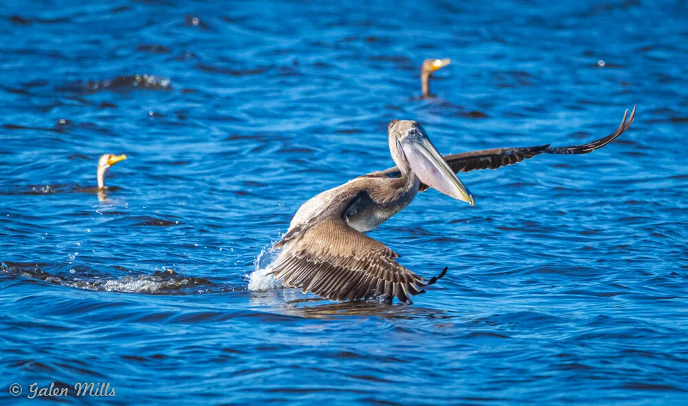 Pelican taking off from water with other birds swimming around in a blue lake.