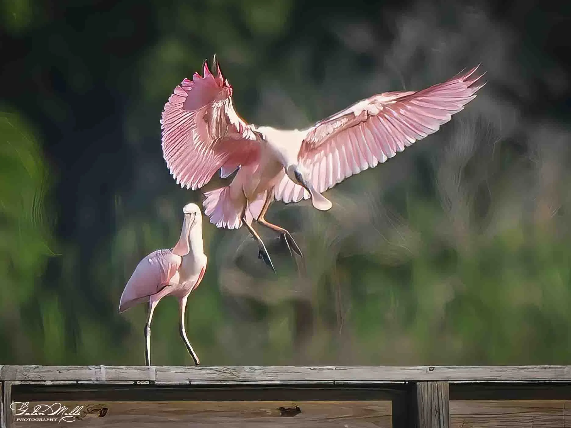 Two roseate spoonbill standing on a log, with one flamingo in mid-flight showing its wings with a blurred green background.