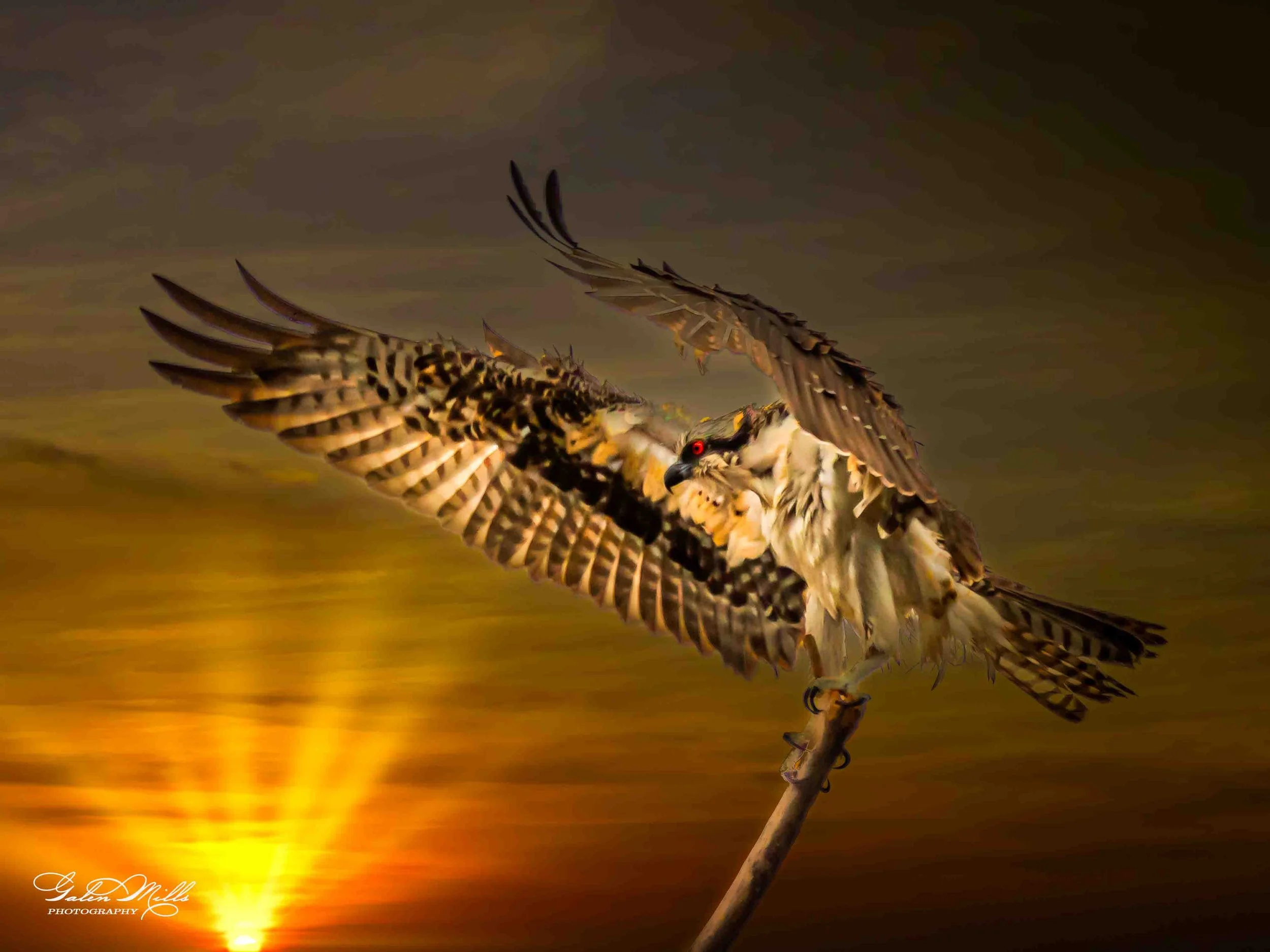 A hawk perched on a branch with its wings spread wide during sunset, with a dramatic sky in the background.