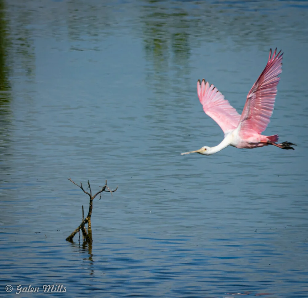 A roseate spoonbill, flying over a calm body of water with a stick protruding from the surface.