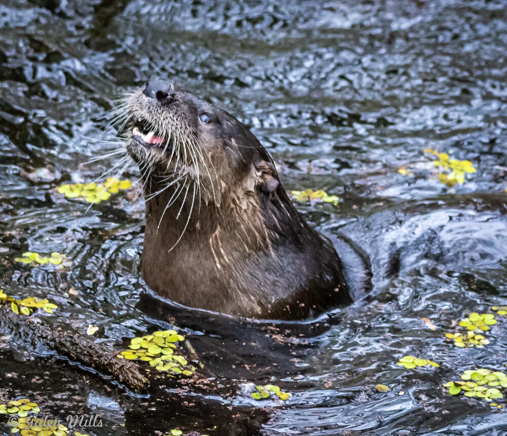 A river otter surfacing in water with small green plants around.