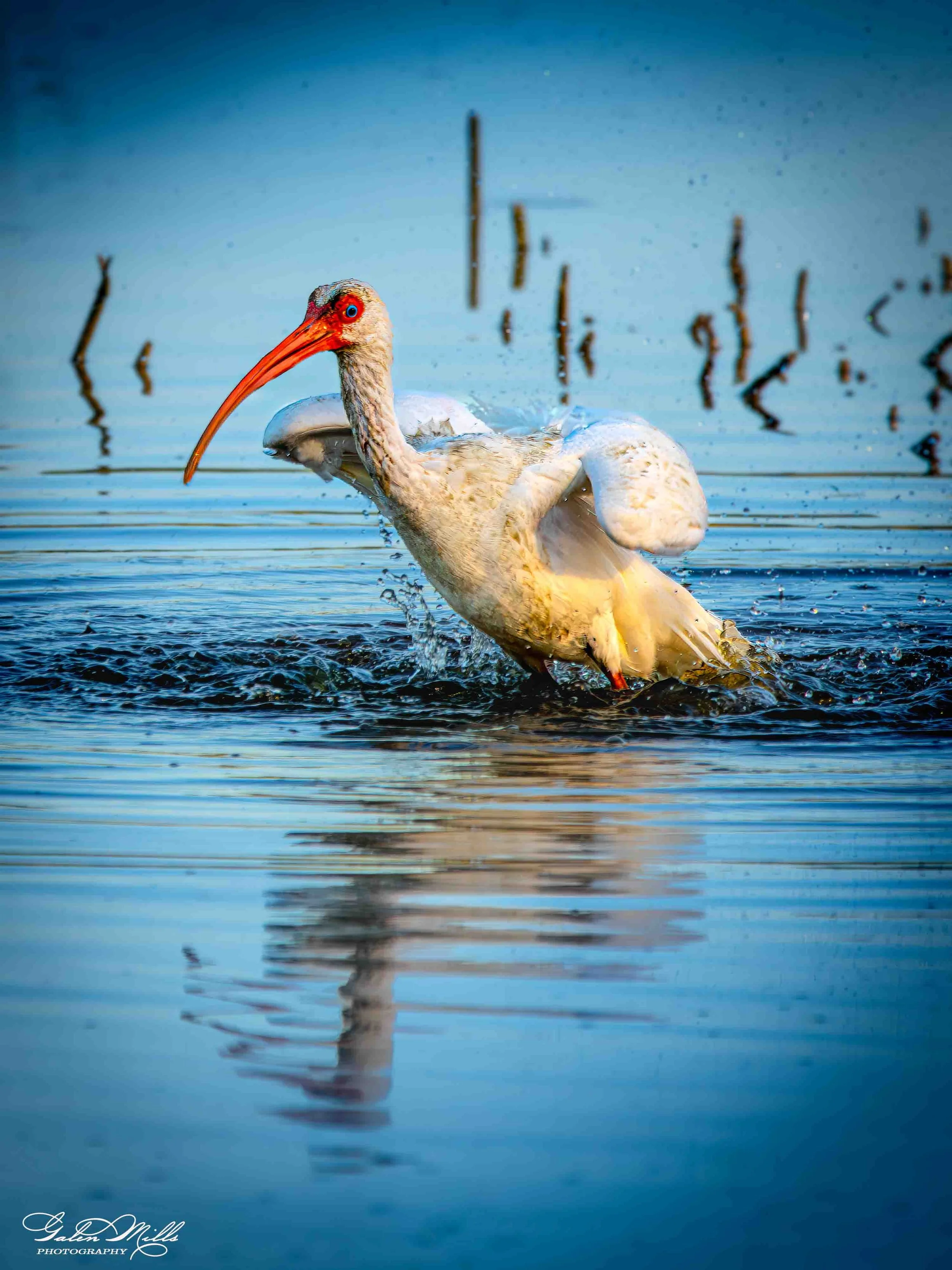 Avian Gallery-9.jpg